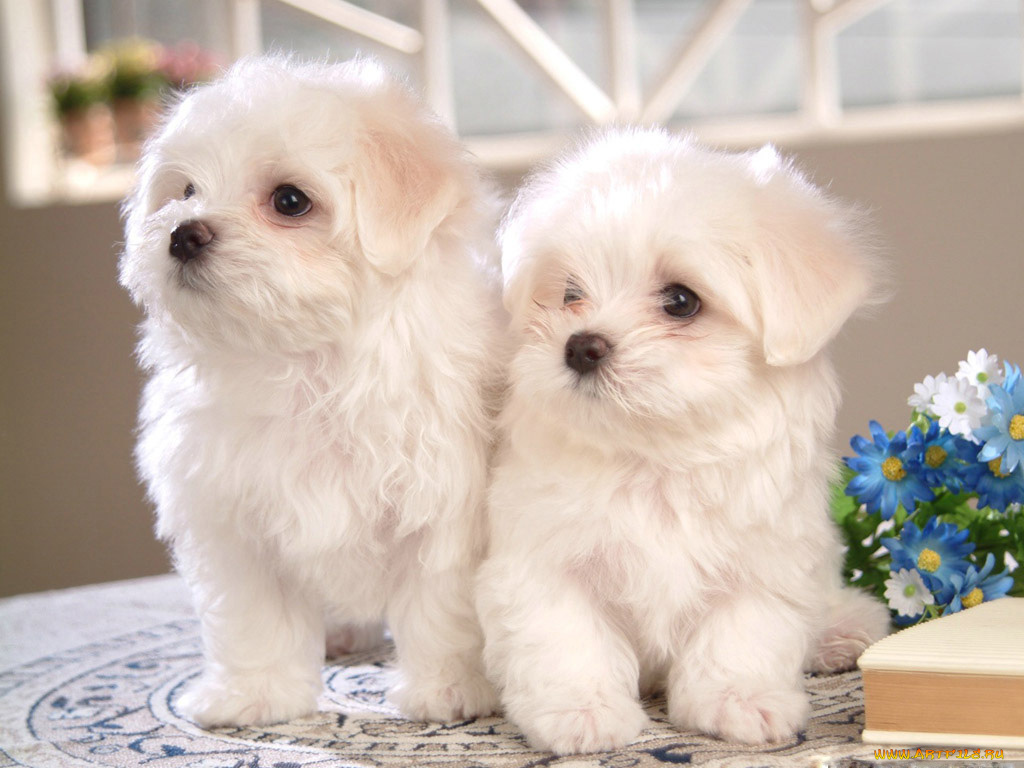 животные, собаки