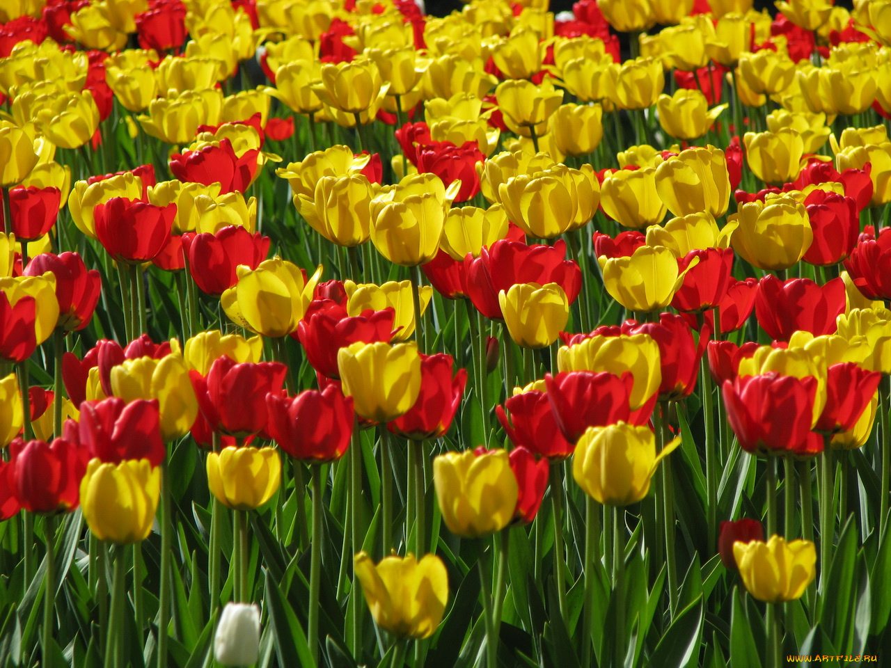цветы, тюльпаны