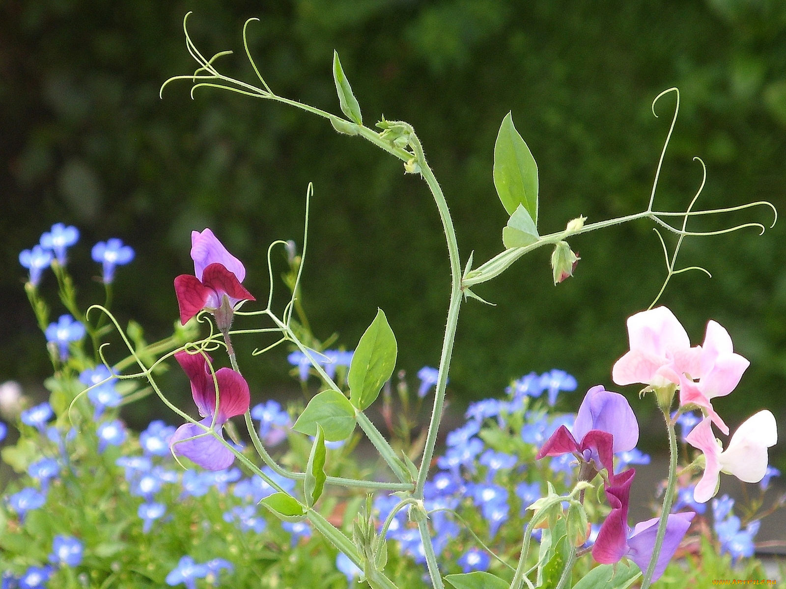 цветы, луговые, полевые