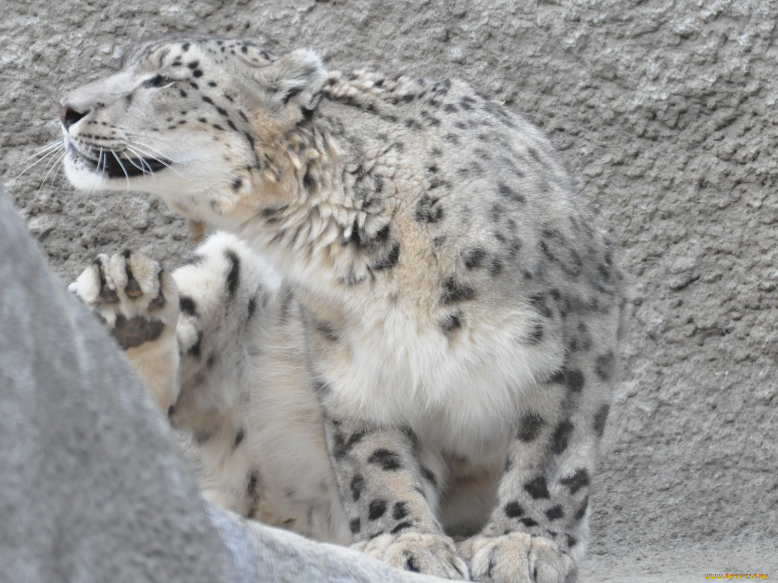 животные, снежный, барс, ирбис