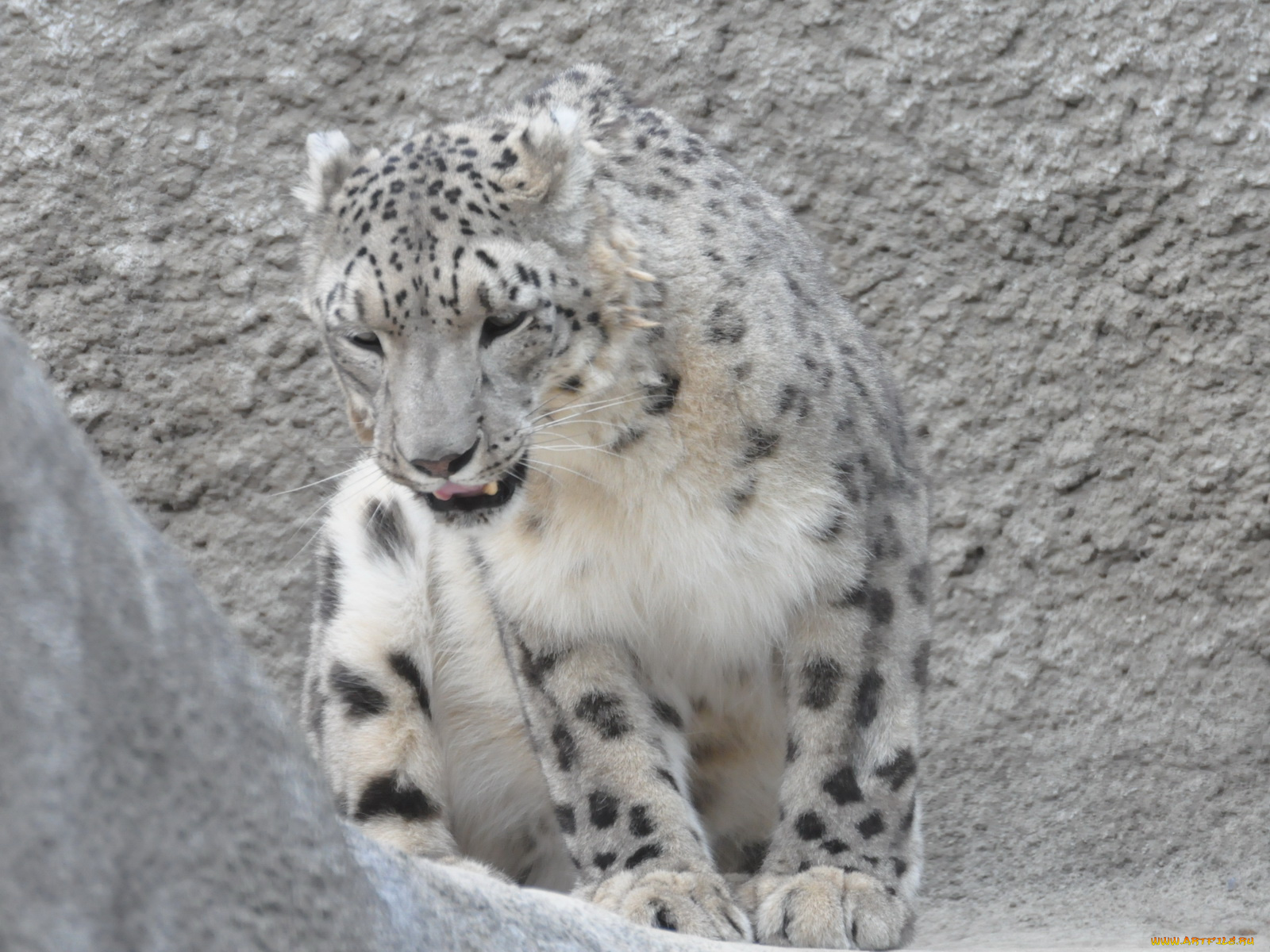 животные, снежный, барс, ирбис