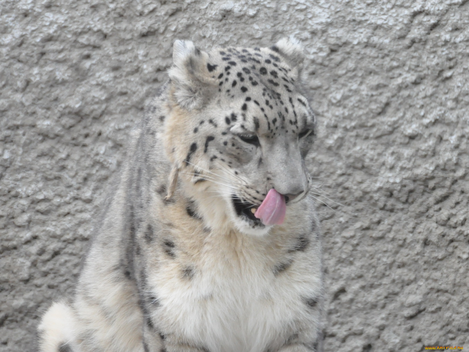 животные, снежный, барс, ирбис