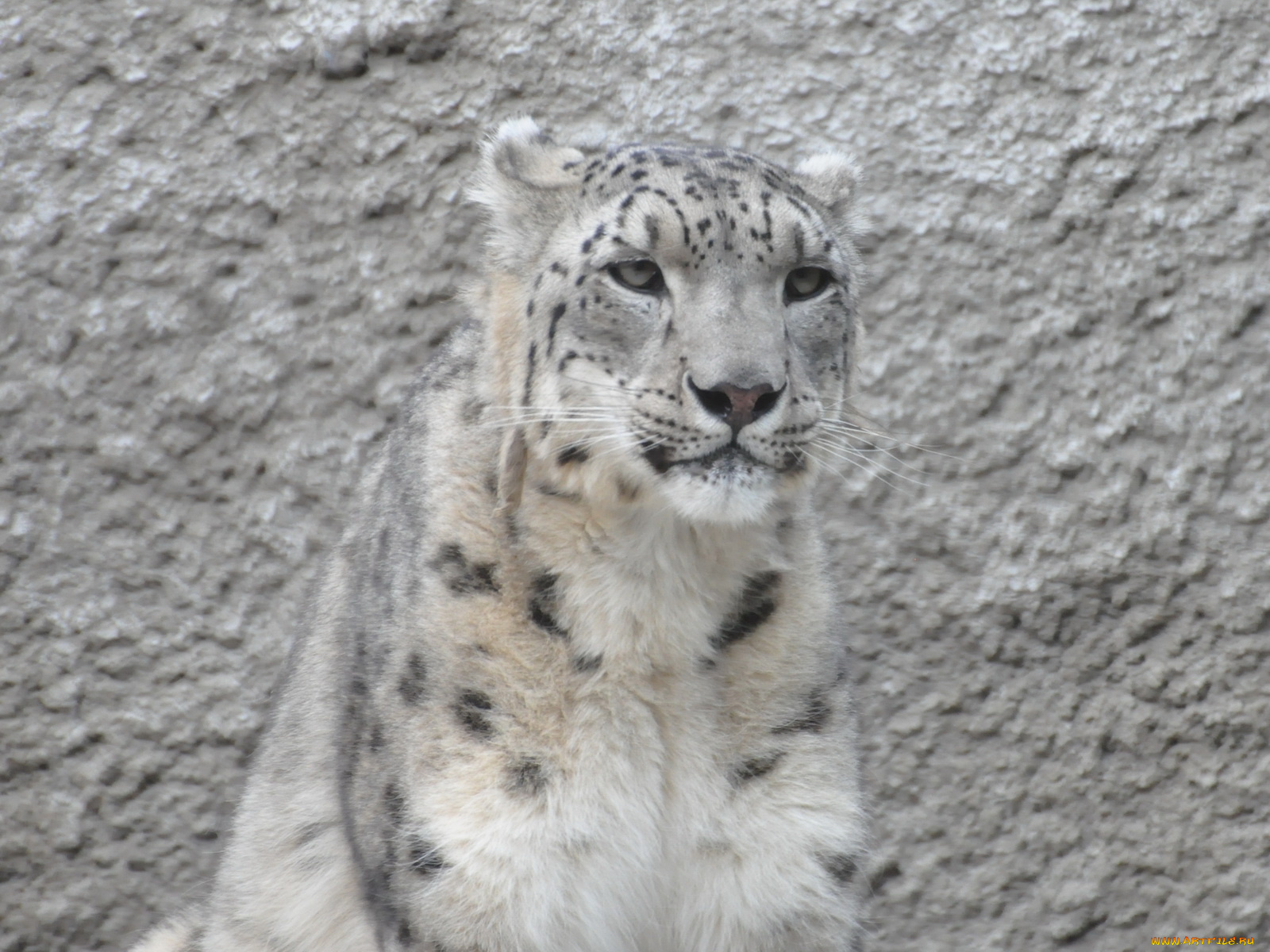 животные, снежный, барс, ирбис