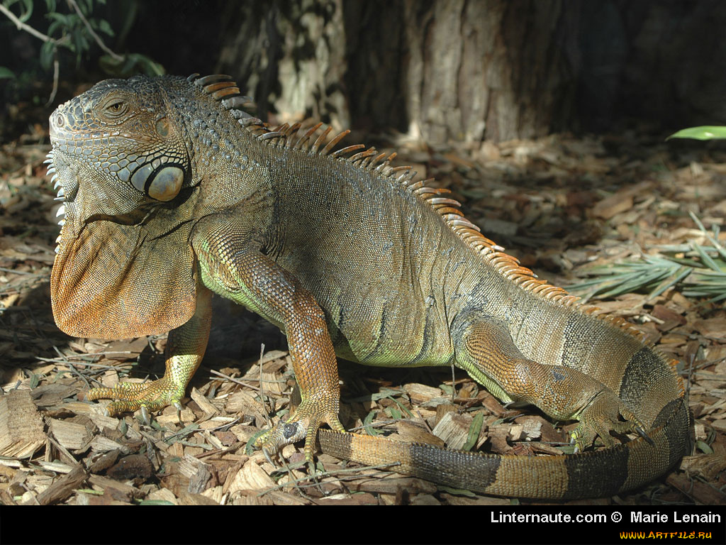 животные, Ящерицы, игуаны, вараны