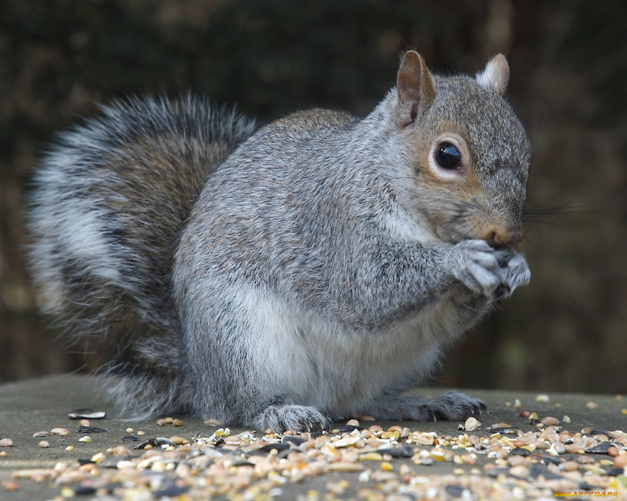 животные, белки