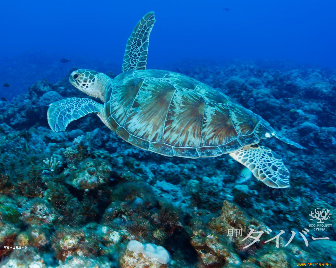 животные, Черепахи