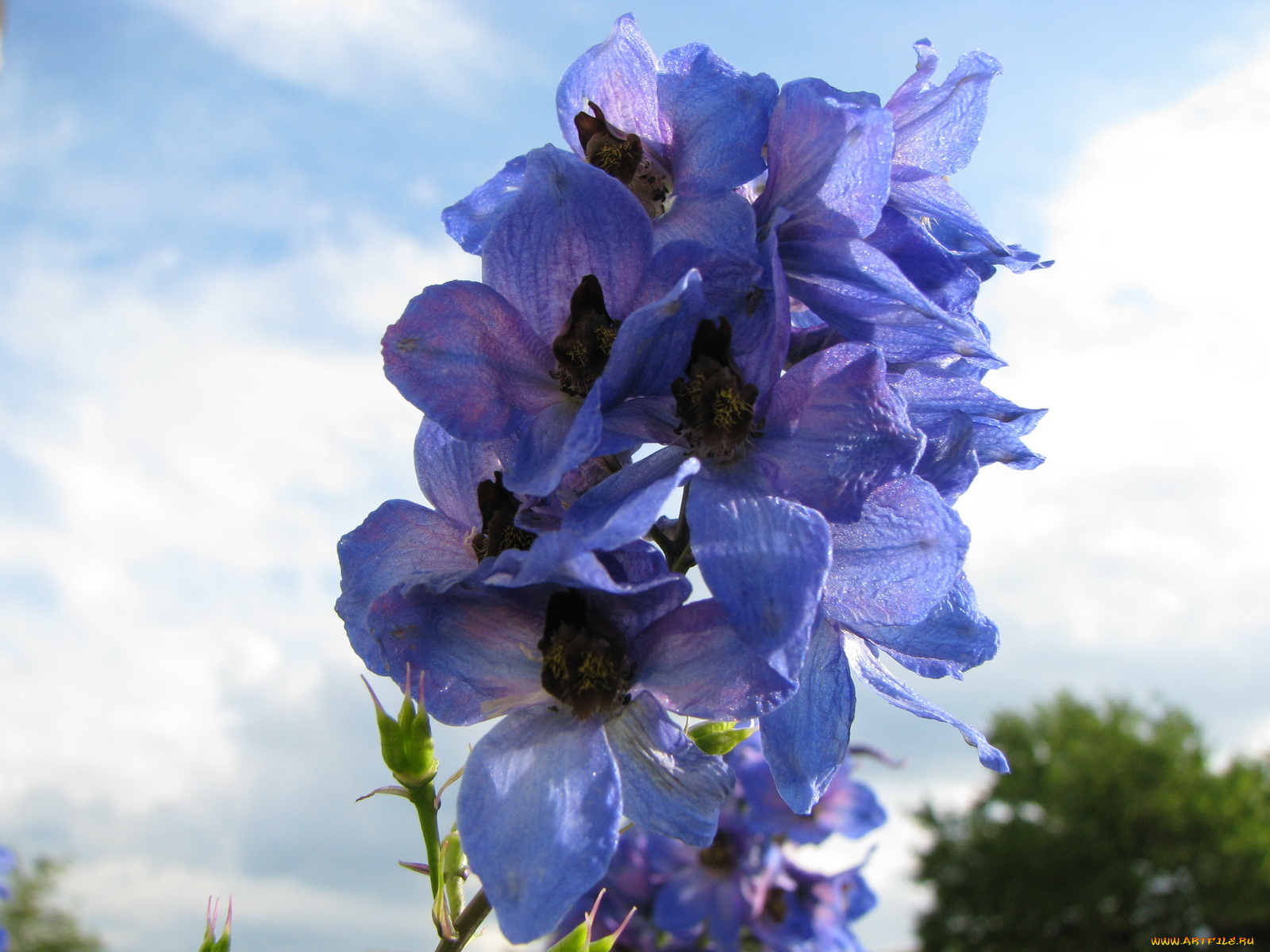 цветы, дельфиниум