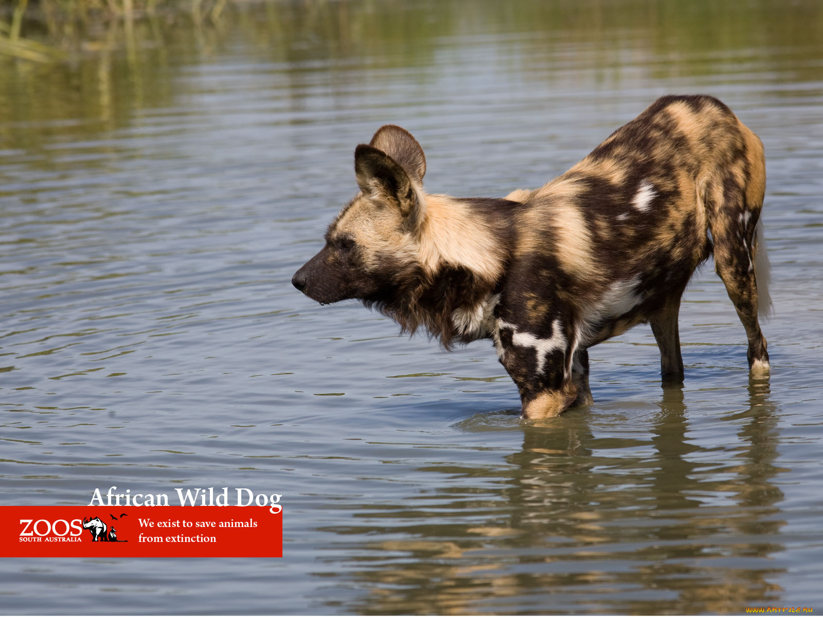 животные, гиены, гиеновые, собаки