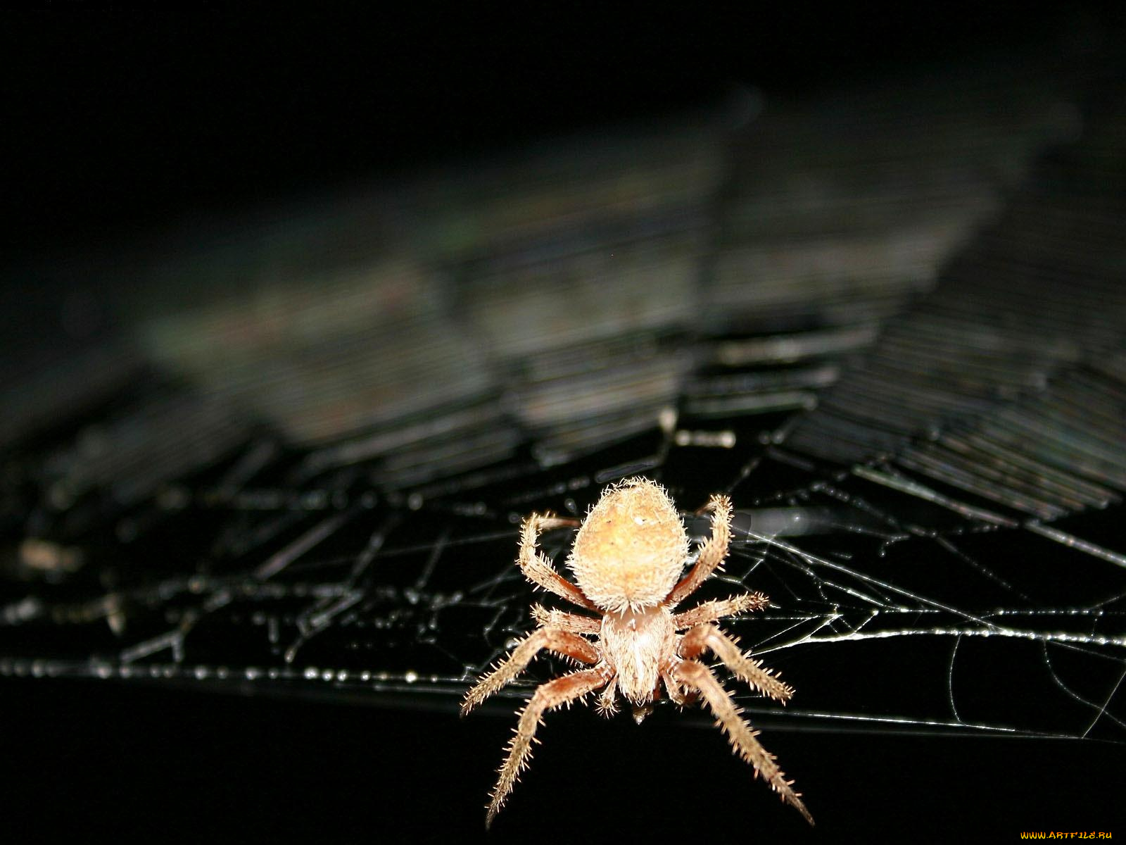 животные, пауки