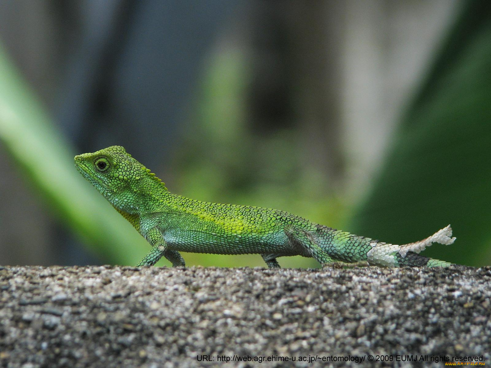 животные, Ящерицы, игуаны, вараны