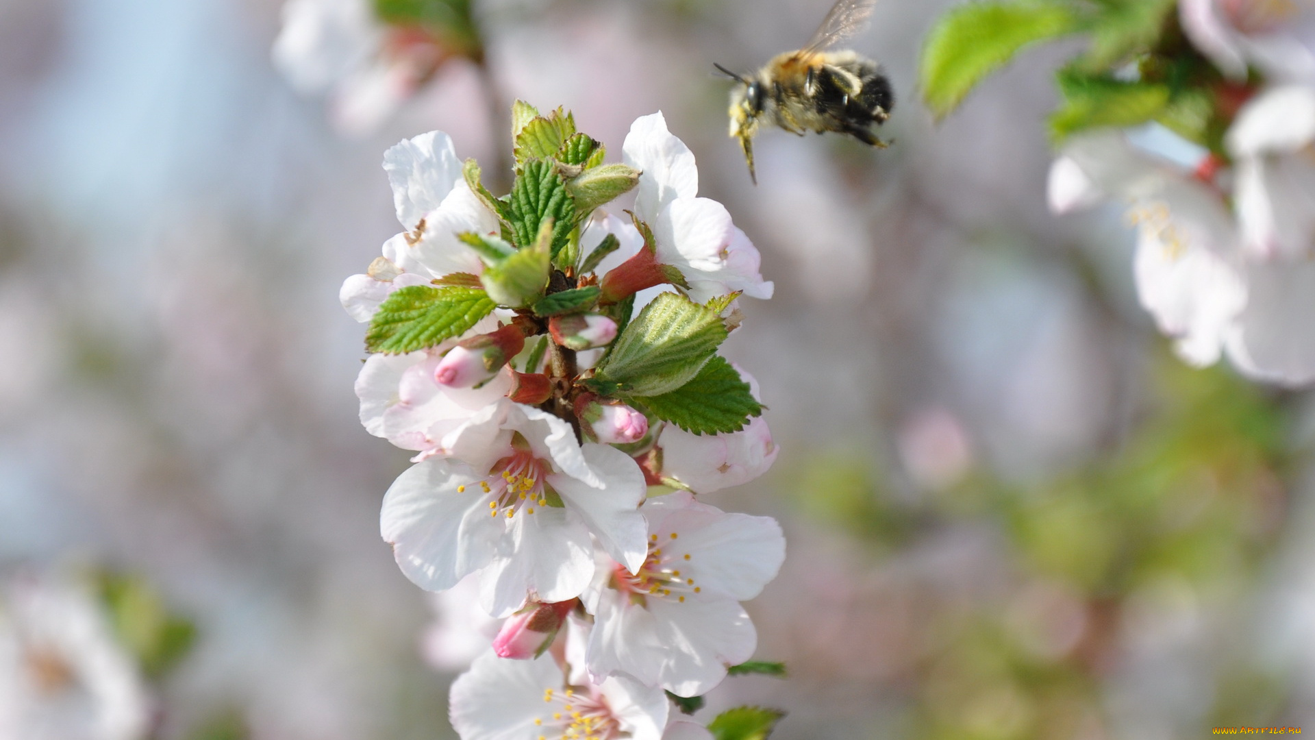 цветы, цветущие, деревья, кустарники