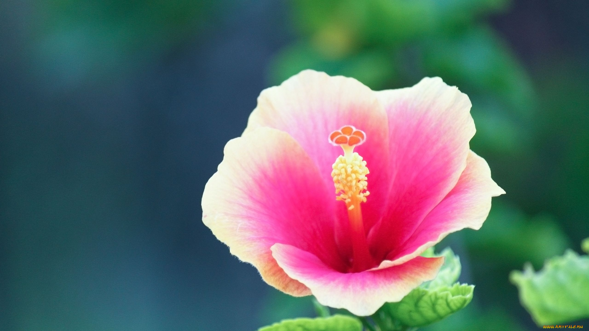 цветы, гибискусы