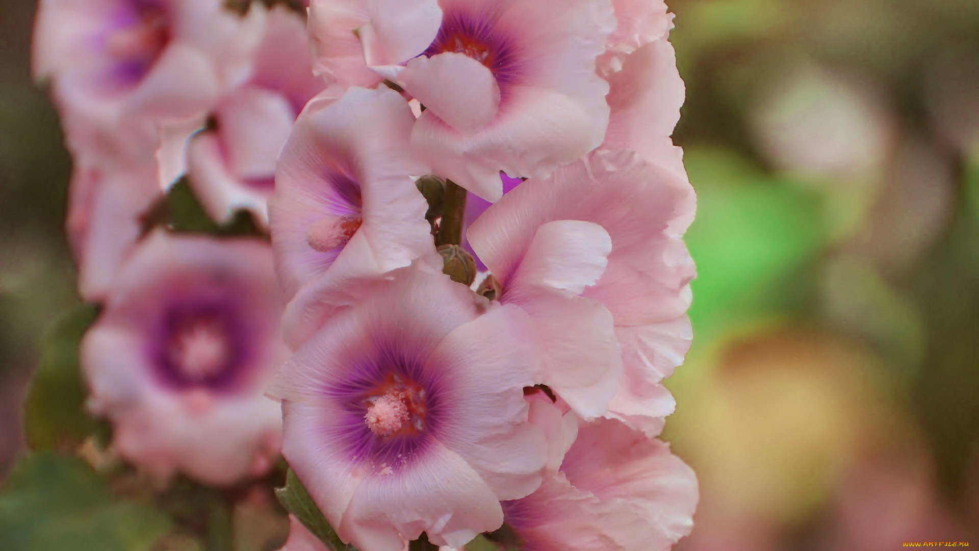 цветы, мальвы