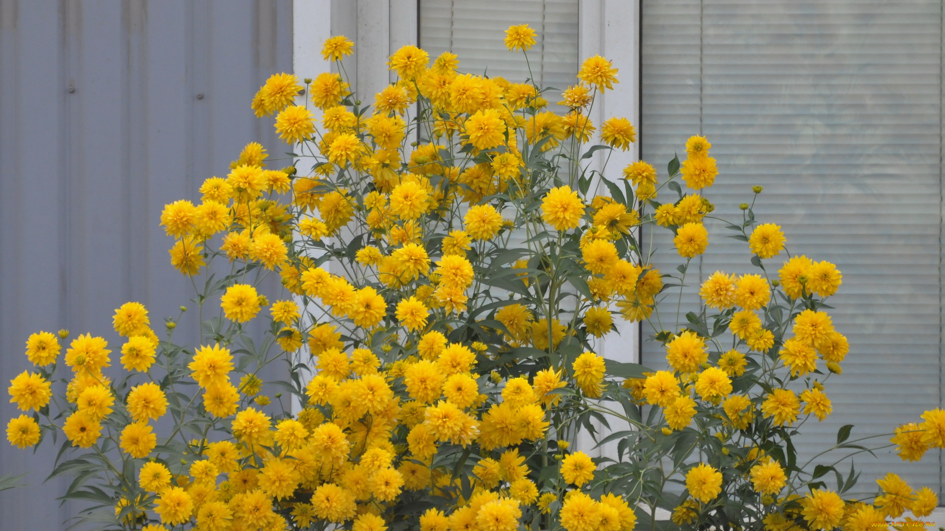 цветы, рудбекия