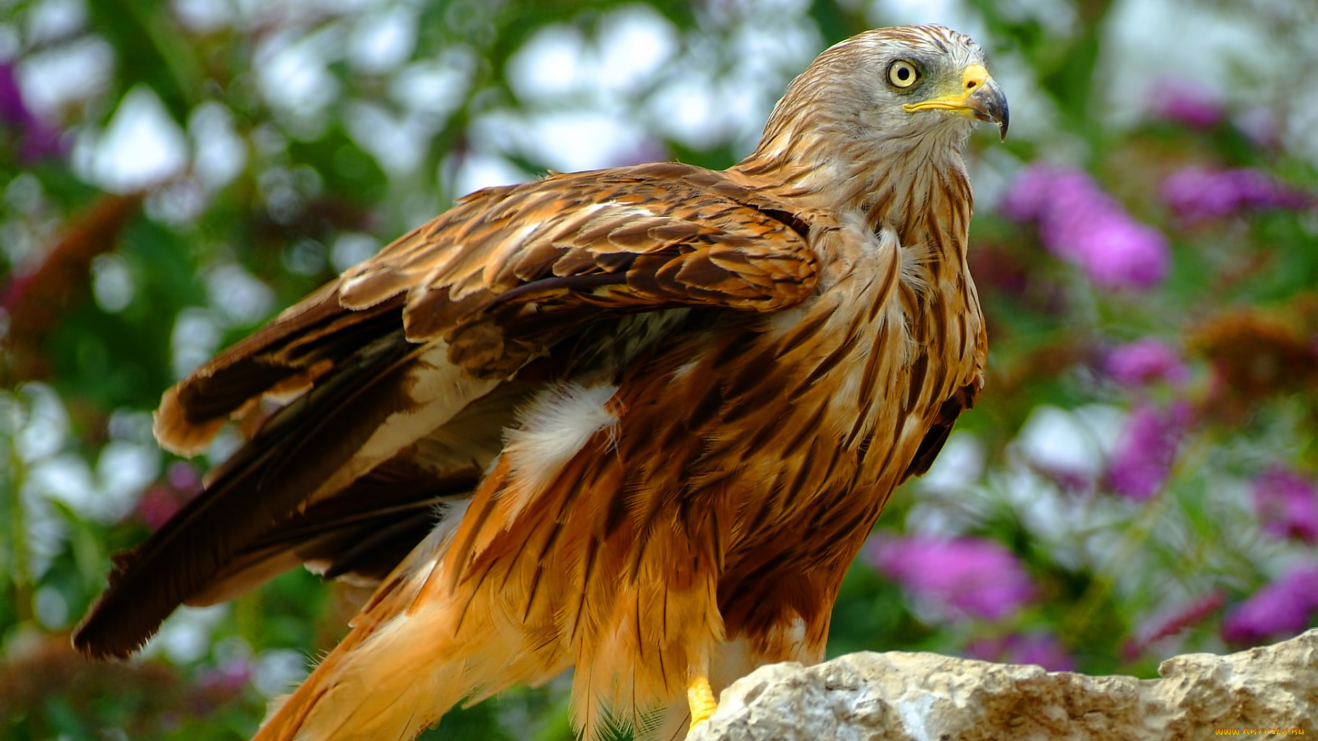 животные, птицы, хищники