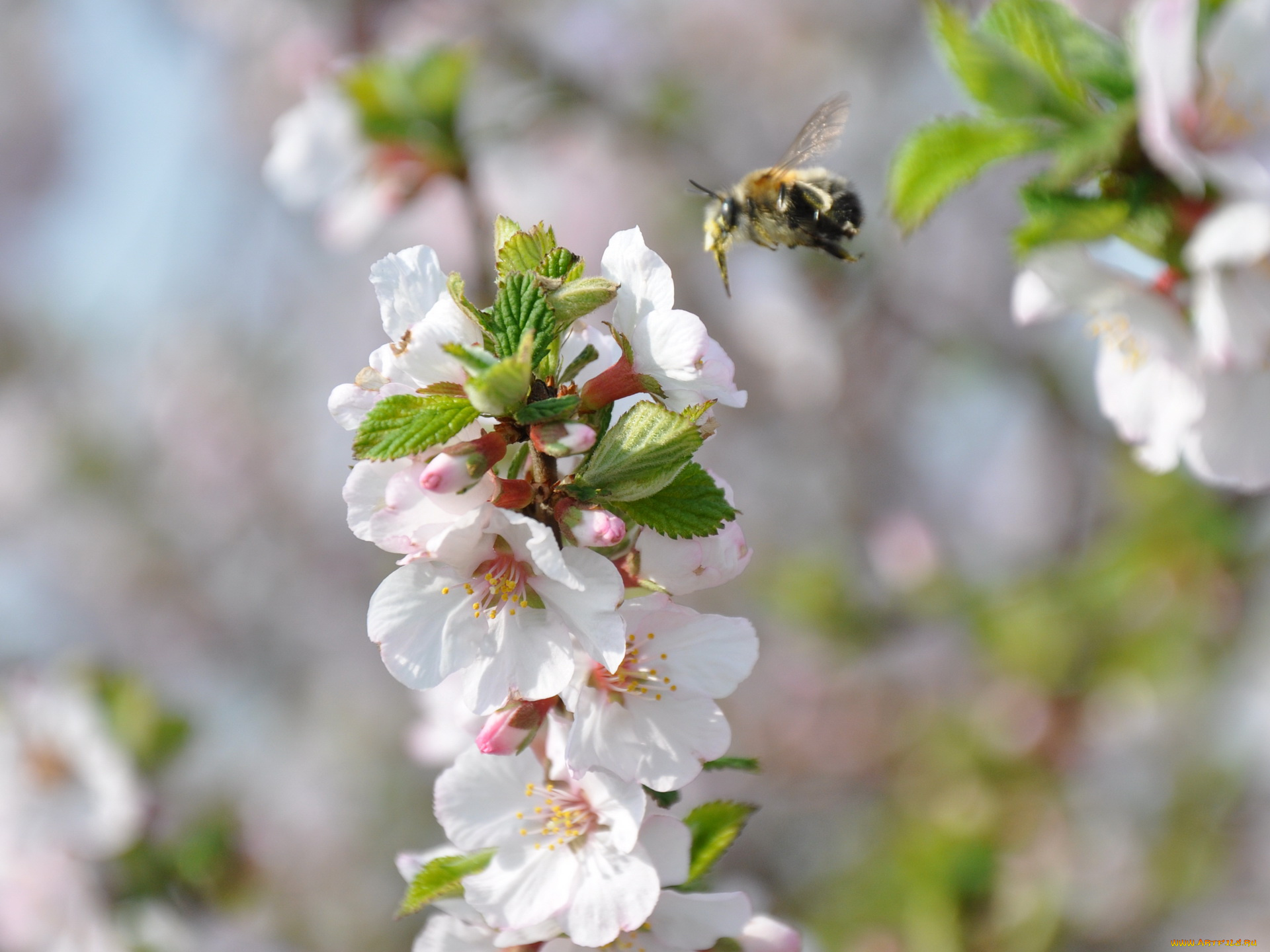 цветы, цветущие, деревья, кустарники