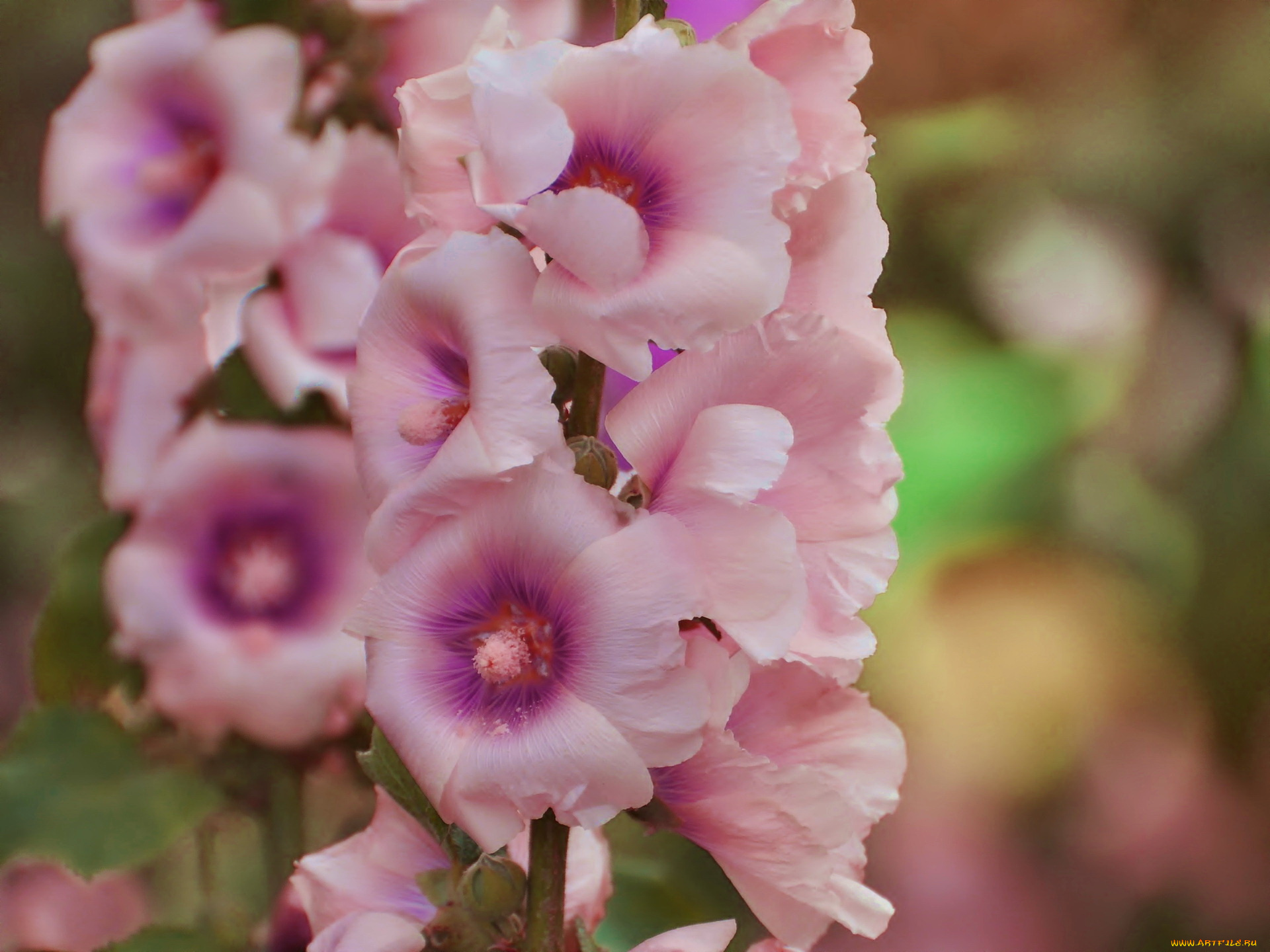 цветы, мальвы