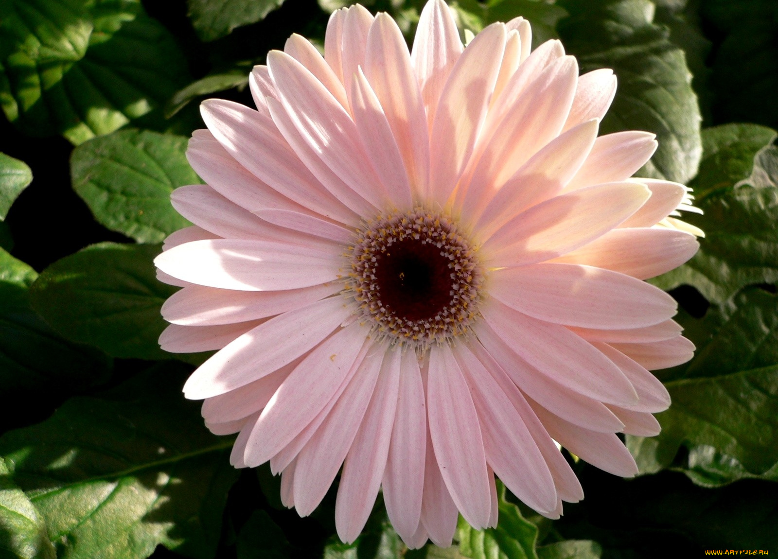 цветы, герберы, розовый, нежность, большой