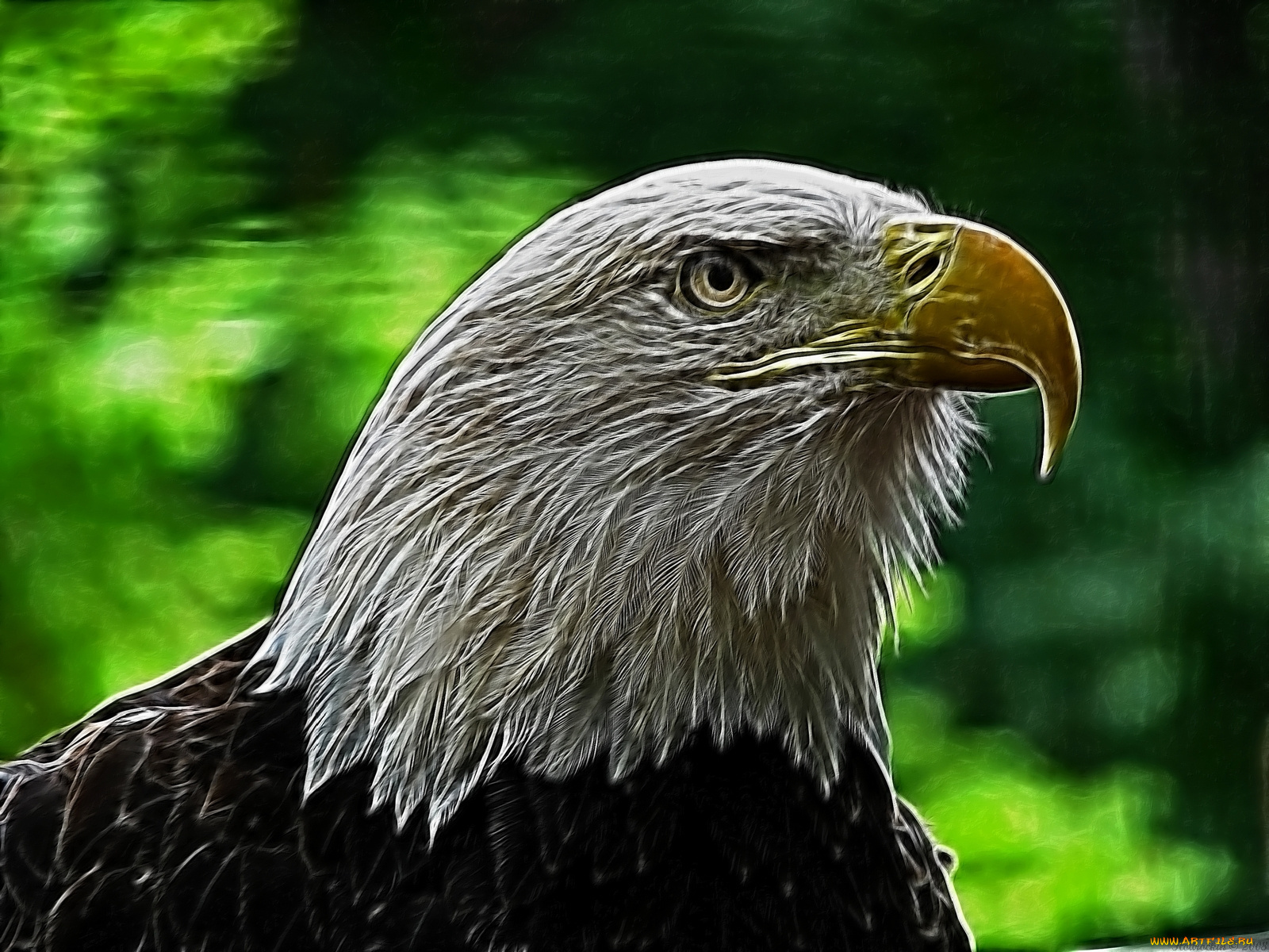 3д, графика, animals, животные, орел