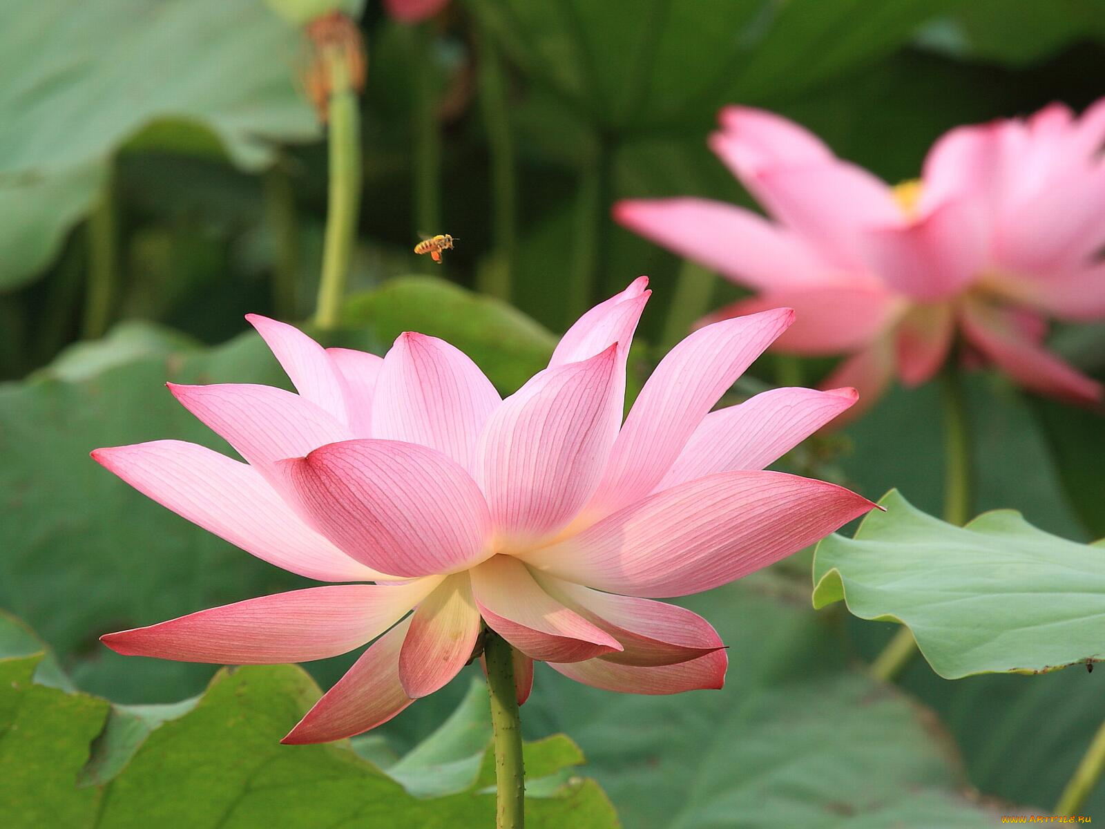 цветы, лотосы