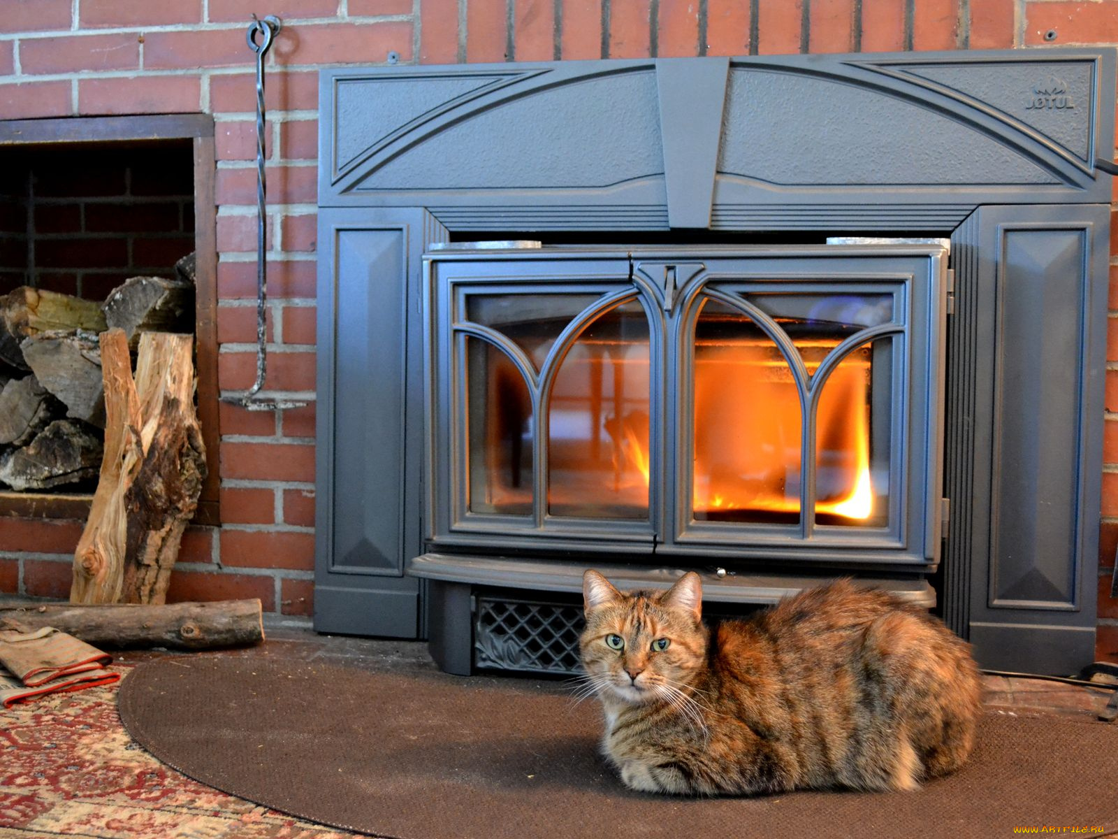 животные, коты, камин