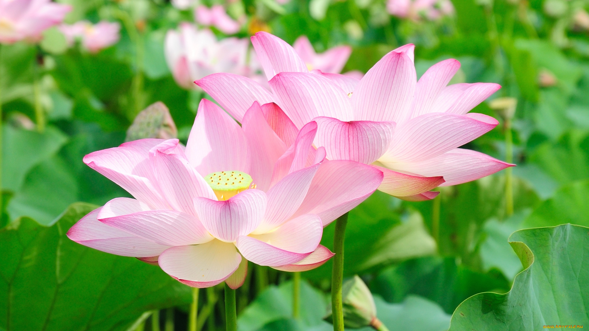 цветы, лотосы