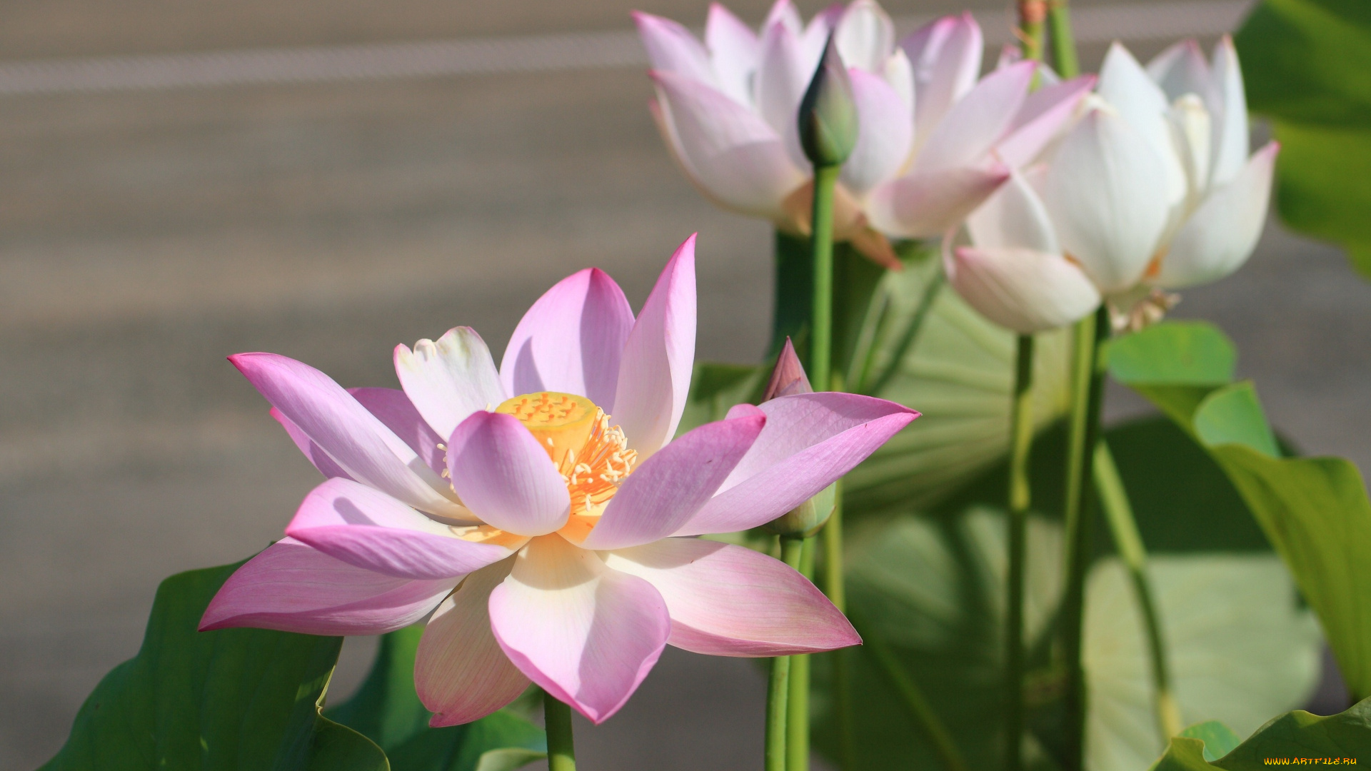 цветы, лотосы