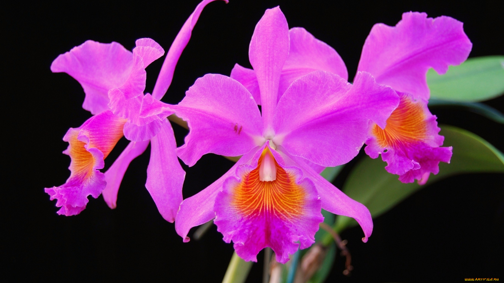 цветы, орхидеи, яркий, розовый