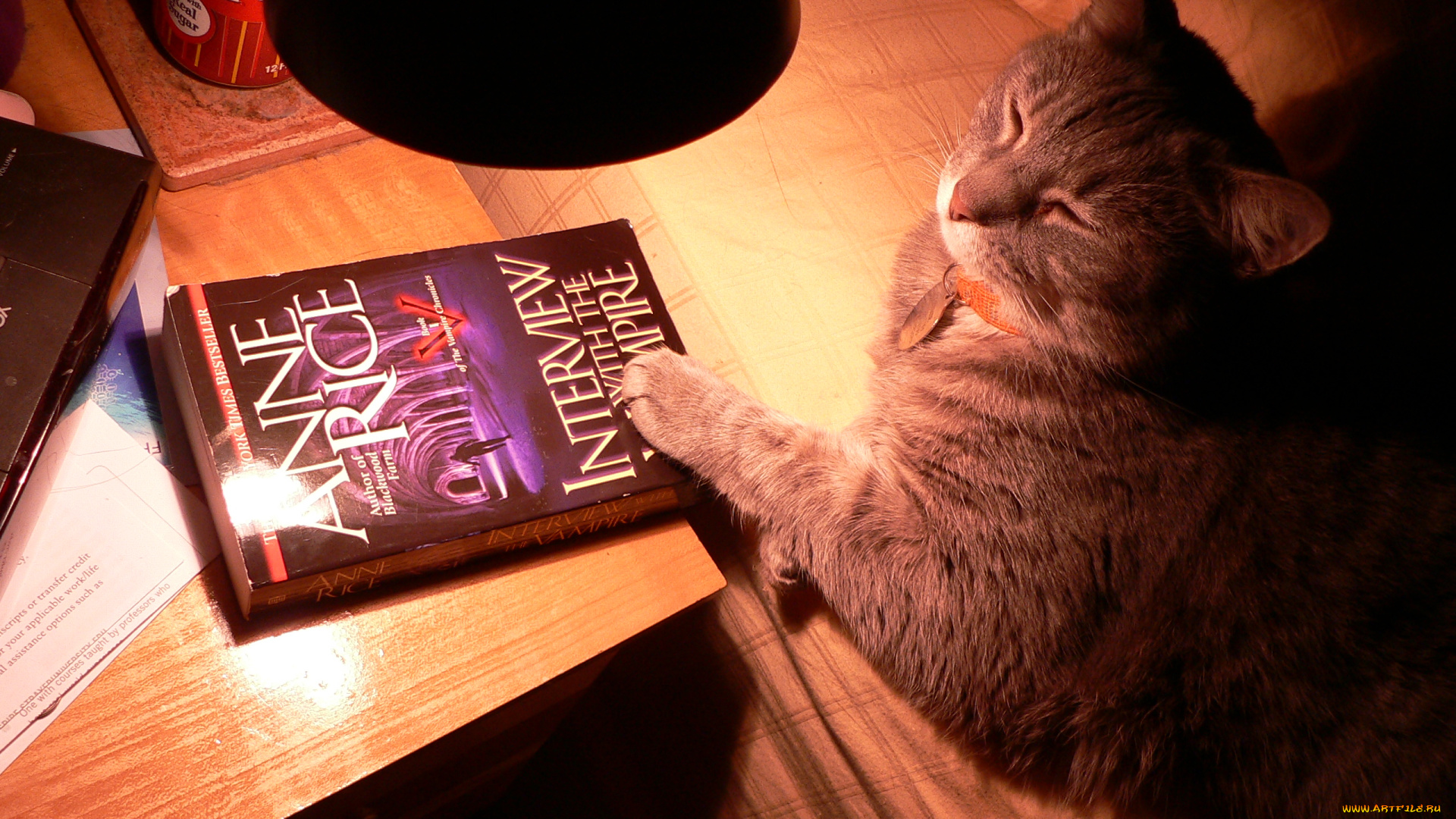 животные, коты, книга, лампа, стол