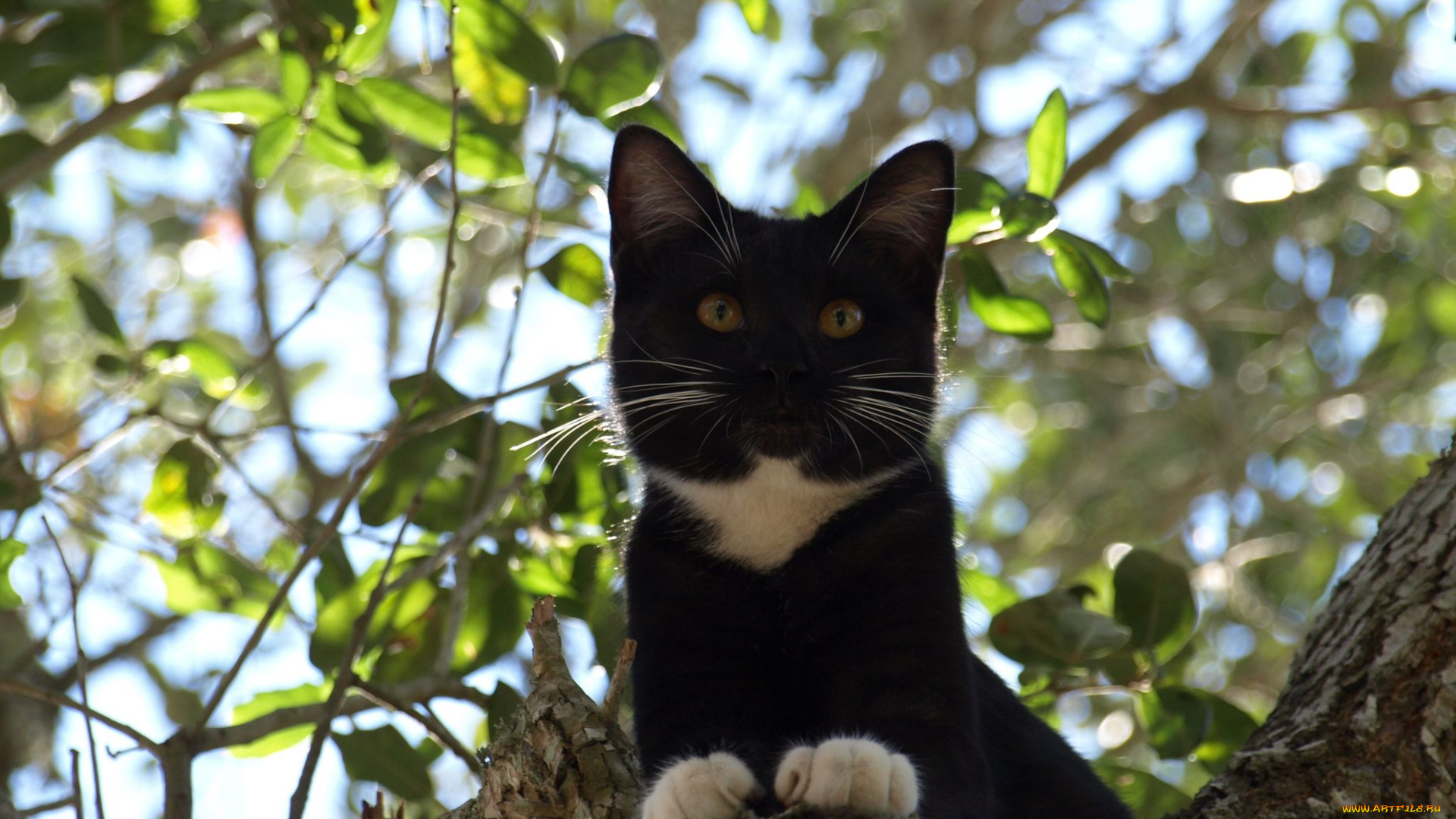 животные, коты, листва, дерево