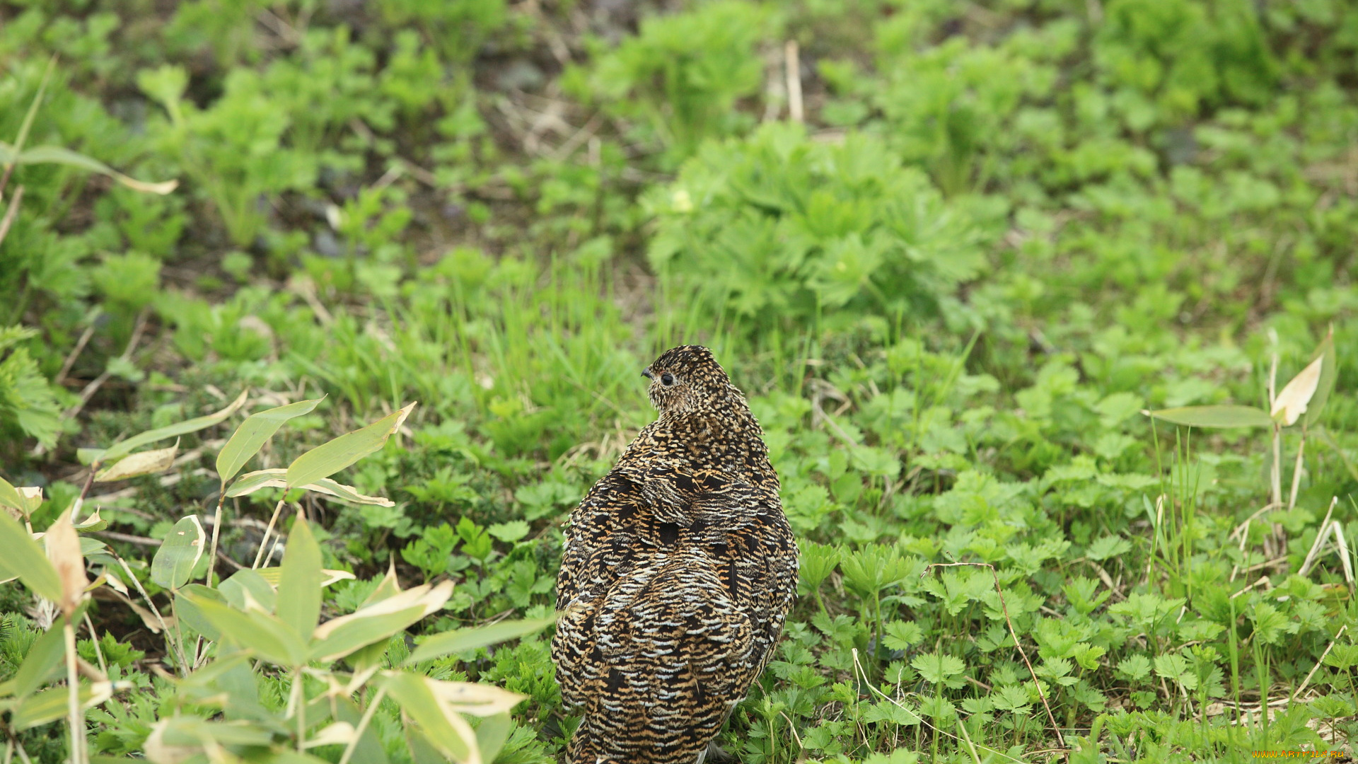 животные, куропатки, рябчики, перепела, трава