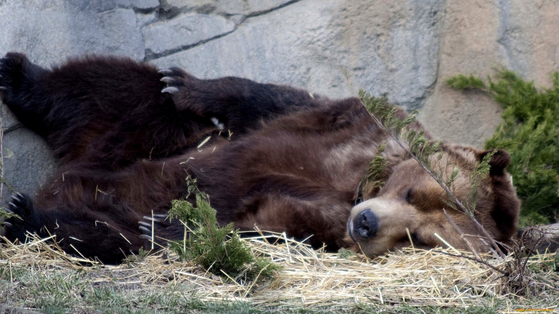животные, медведи, отдых, сон, бурый