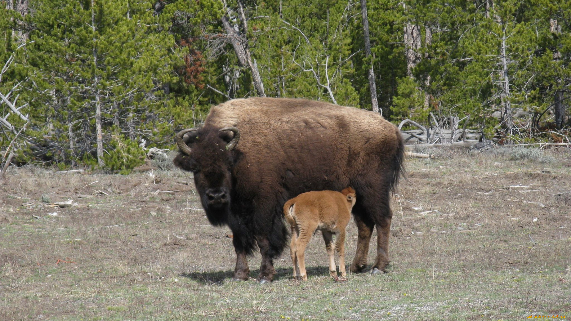 животные, зубры, бизоны