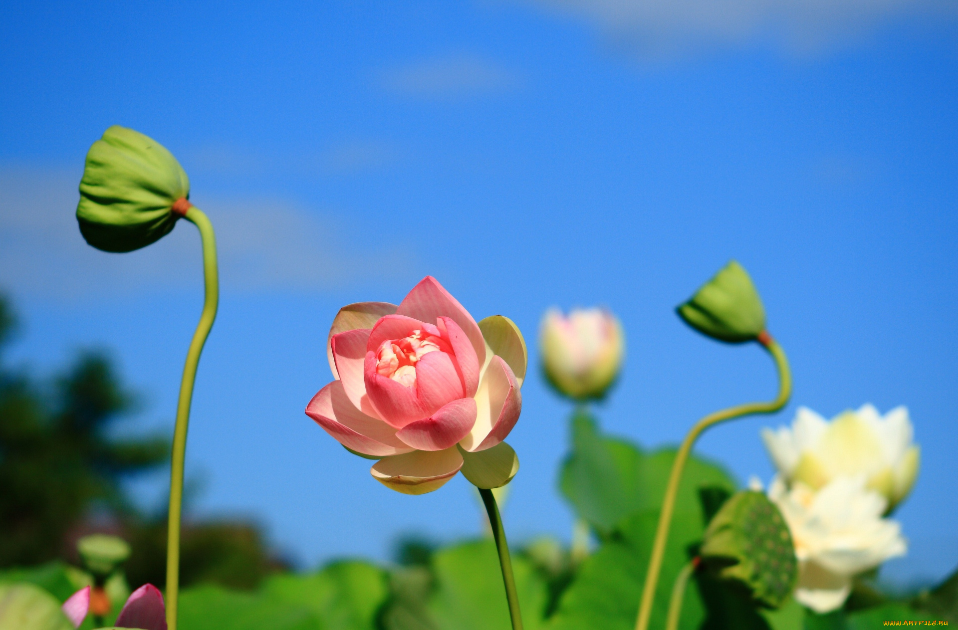 цветы, лотосы