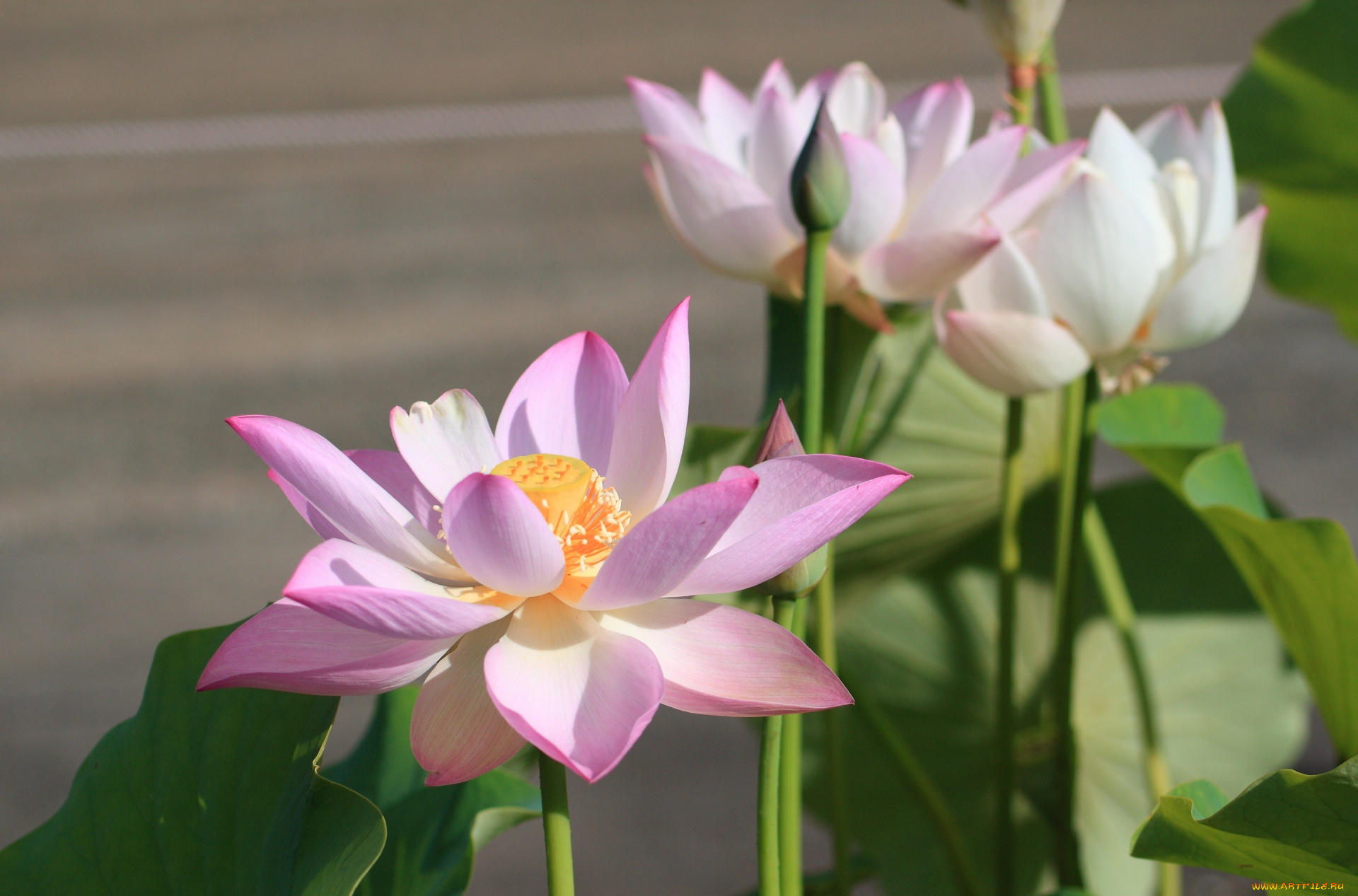 цветы, лотосы