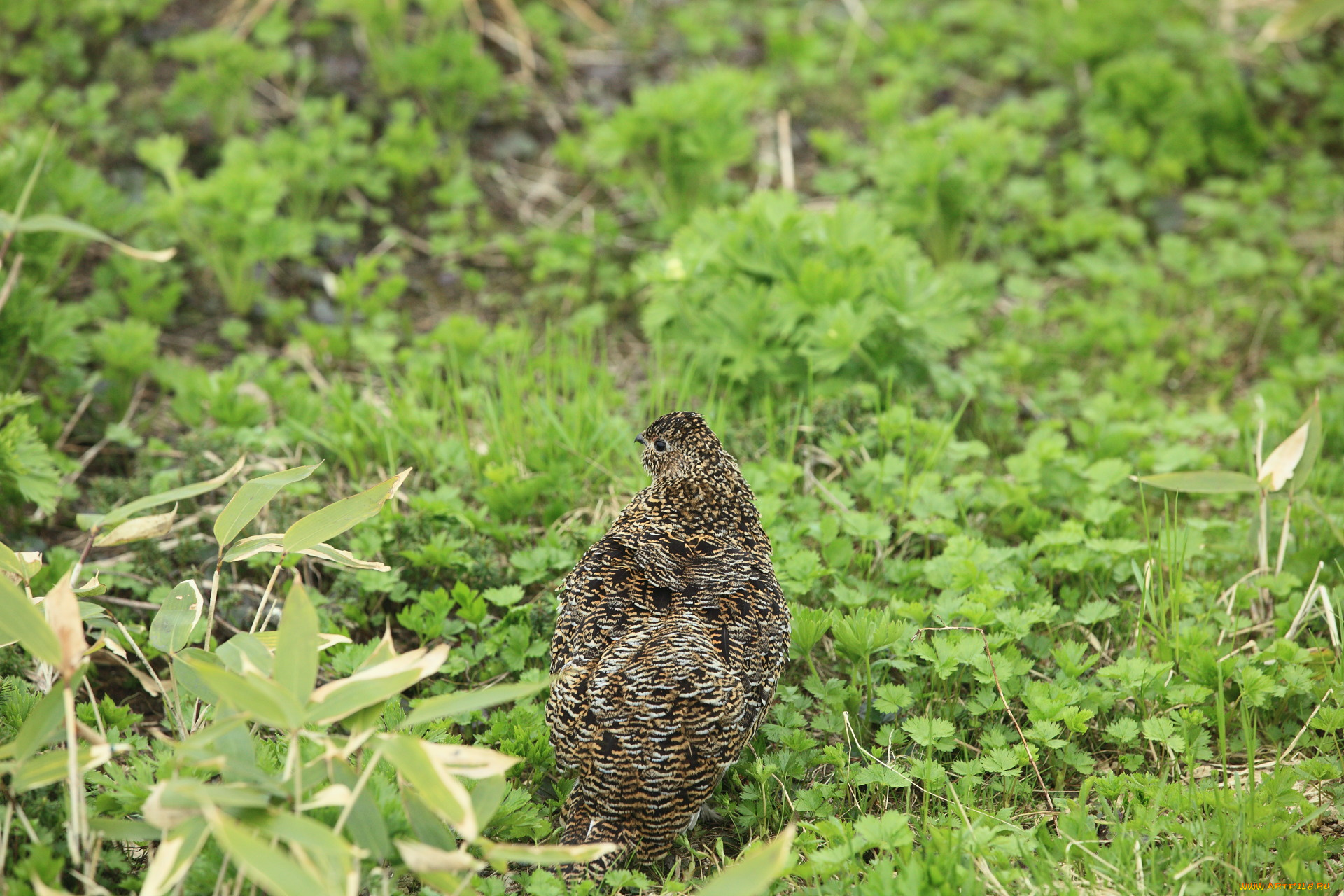 животные, куропатки, рябчики, перепела, трава
