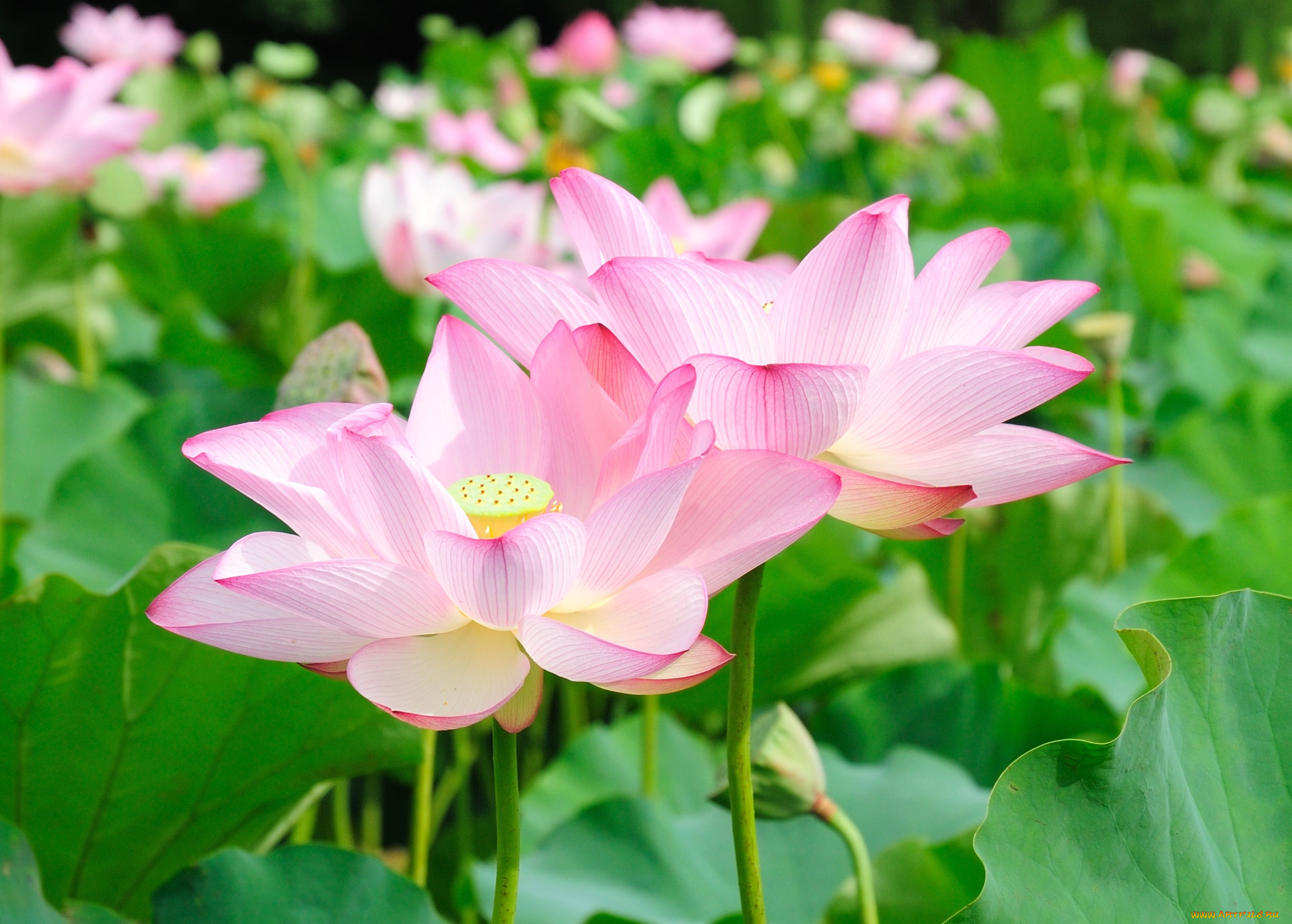 цветы, лотосы