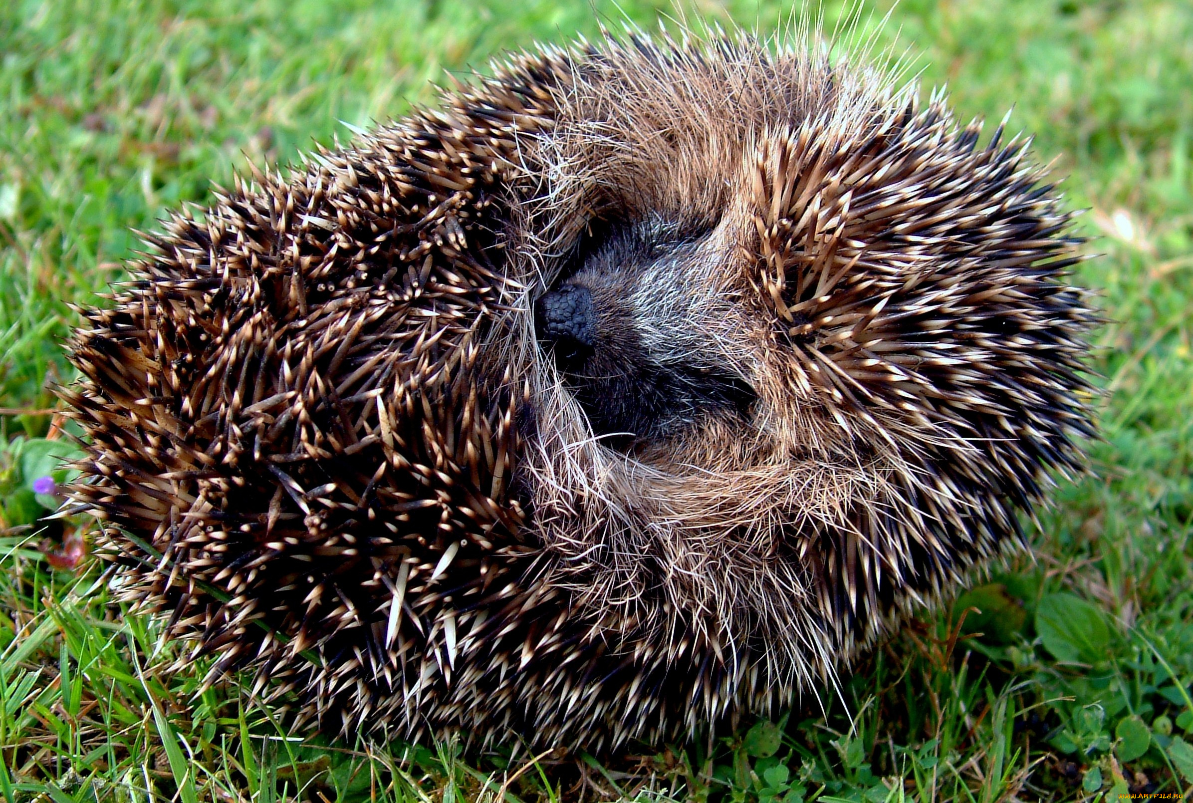 животные, ежи, клубок, колючий