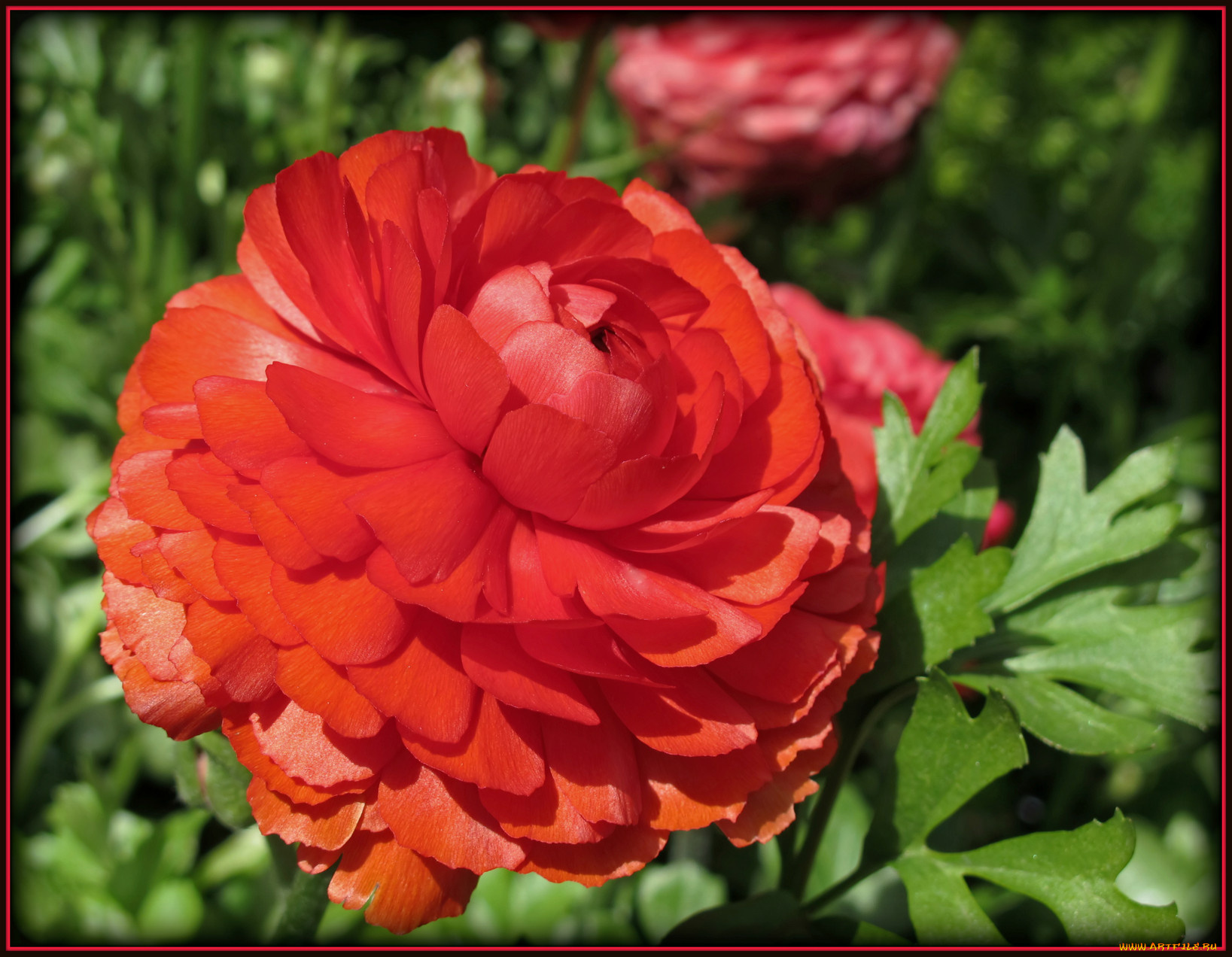 цветы, ранункулюс, азиатский, лютик, лепестки