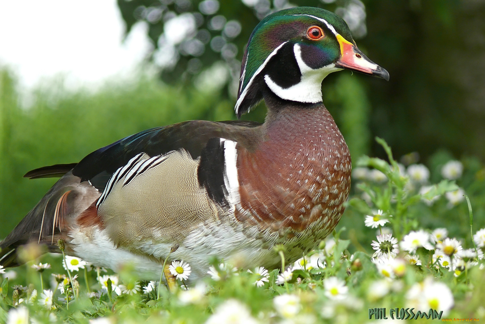 животные, утки, утка