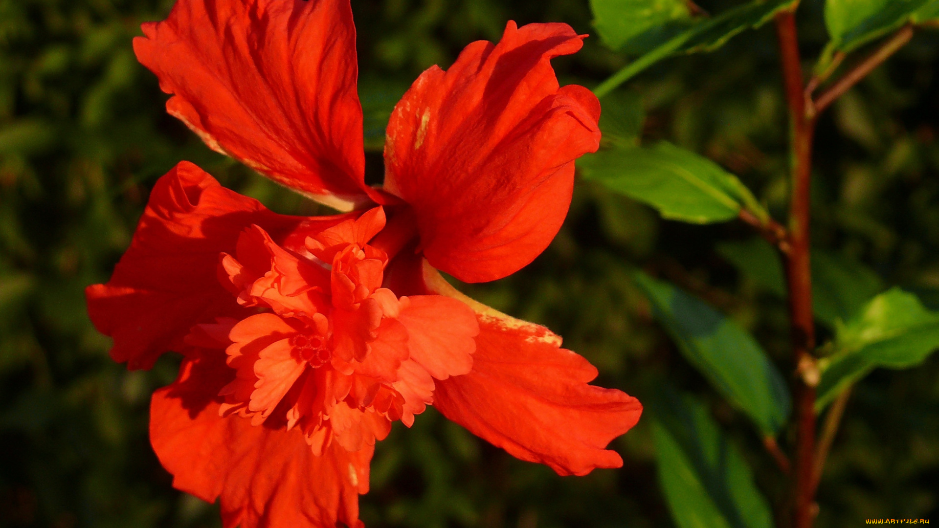 цветы, гибискусы, красный