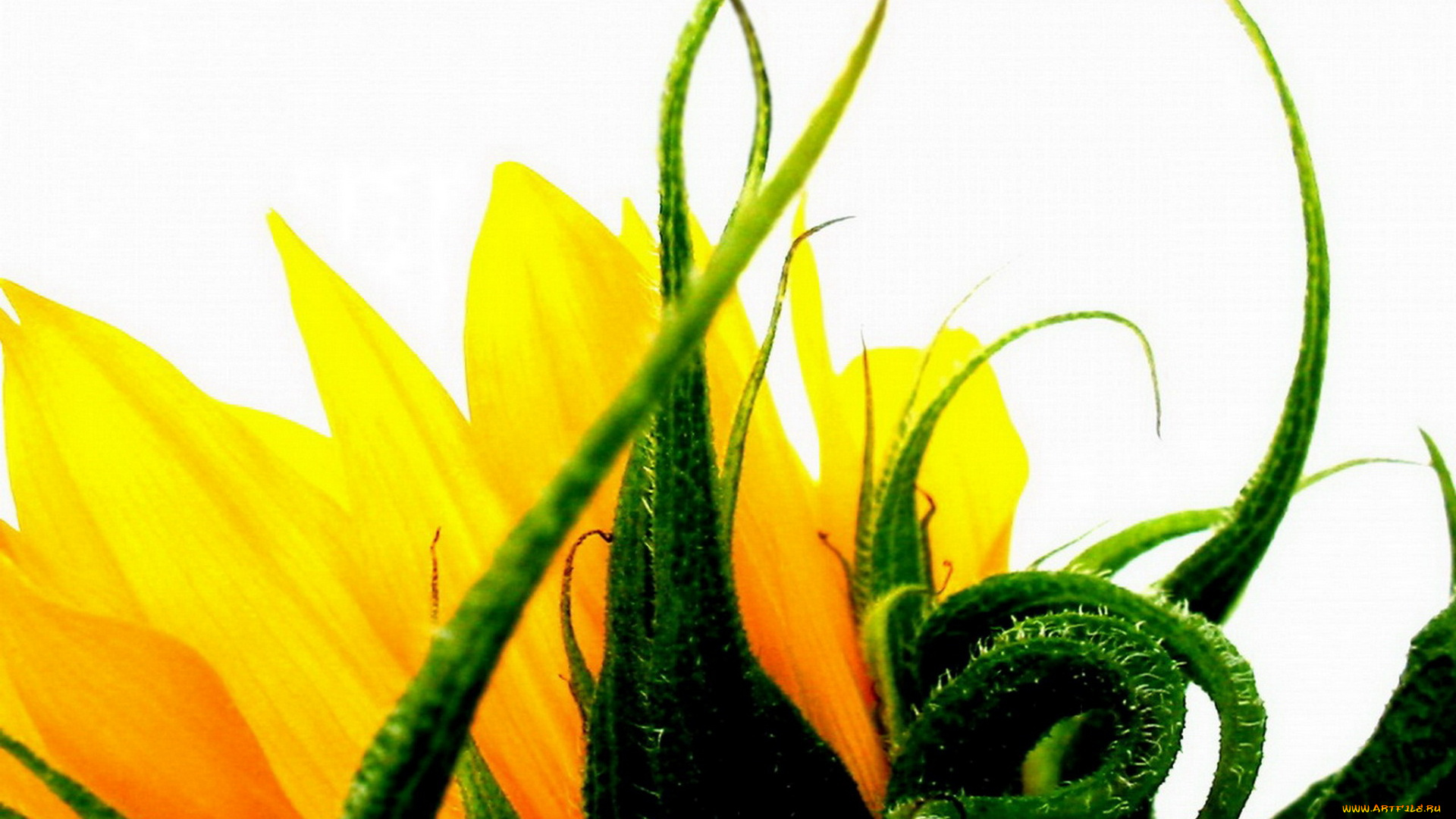 цветы, подсолнухи, подсолнух