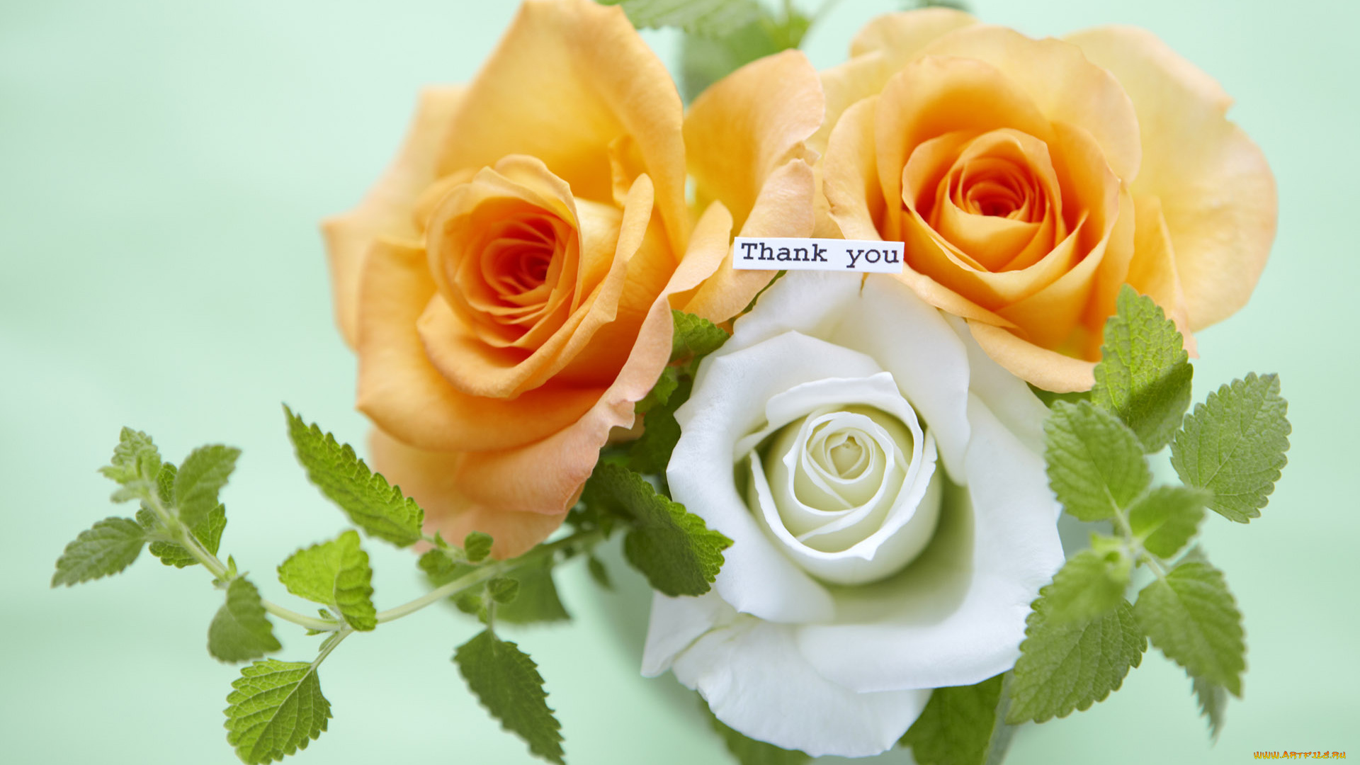 цветы, розы