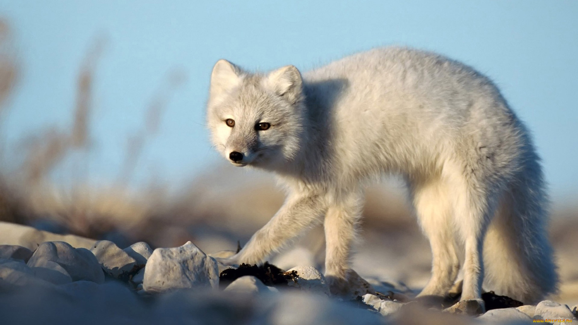 vulpe, polara, животные, песцы