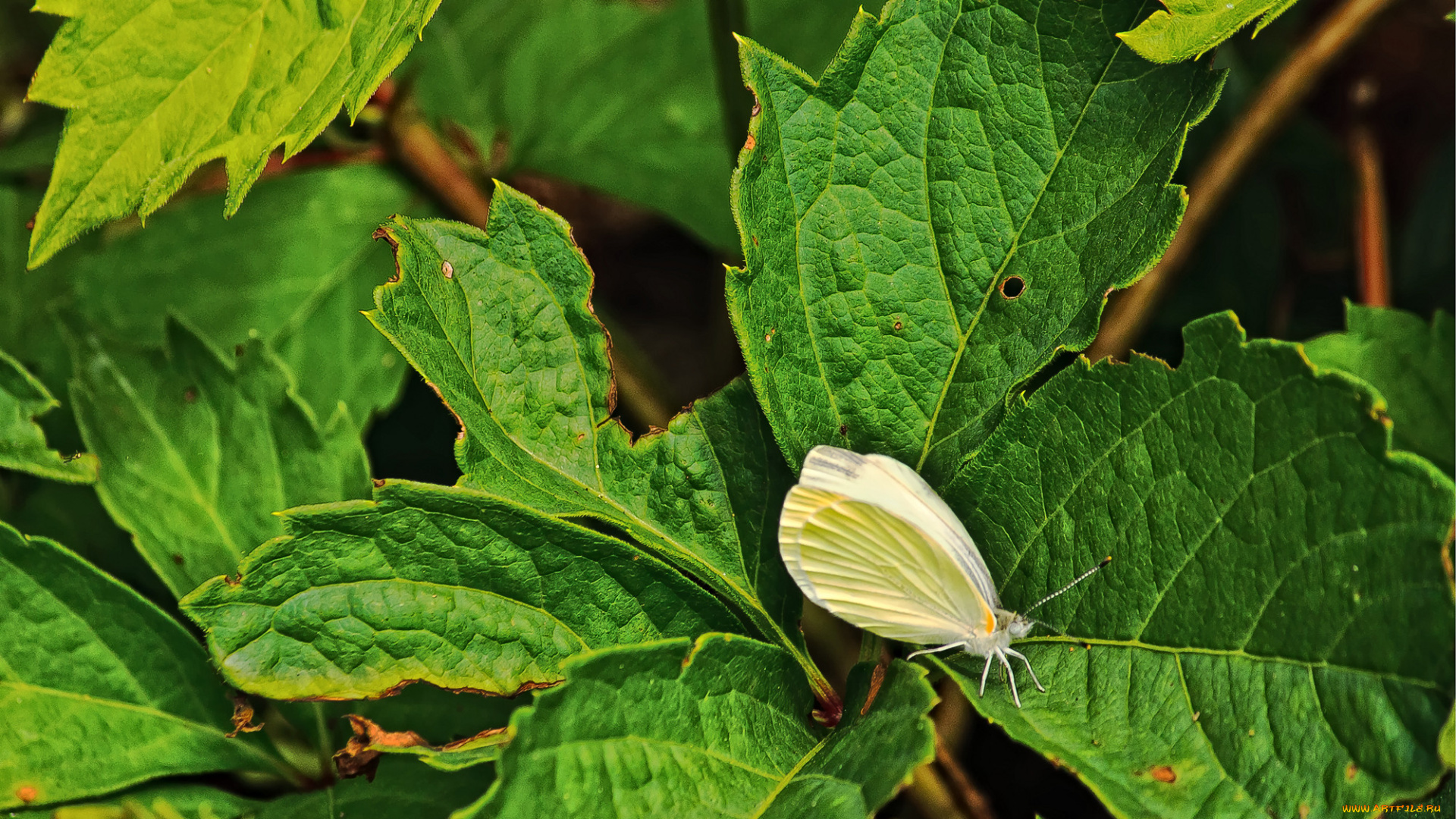 животные, бабочки, листья, паучок, бабачка
