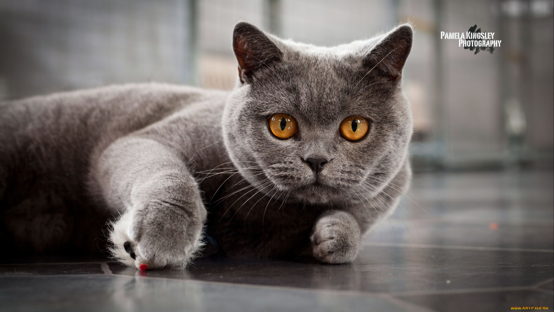 животные, коты, взгляд