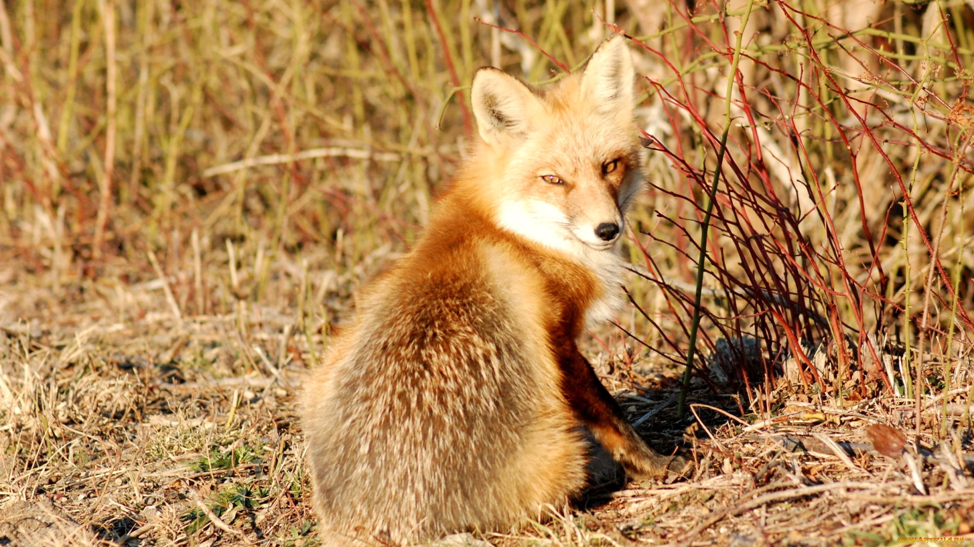 животные, лисы, хвост, рыжий, солнце