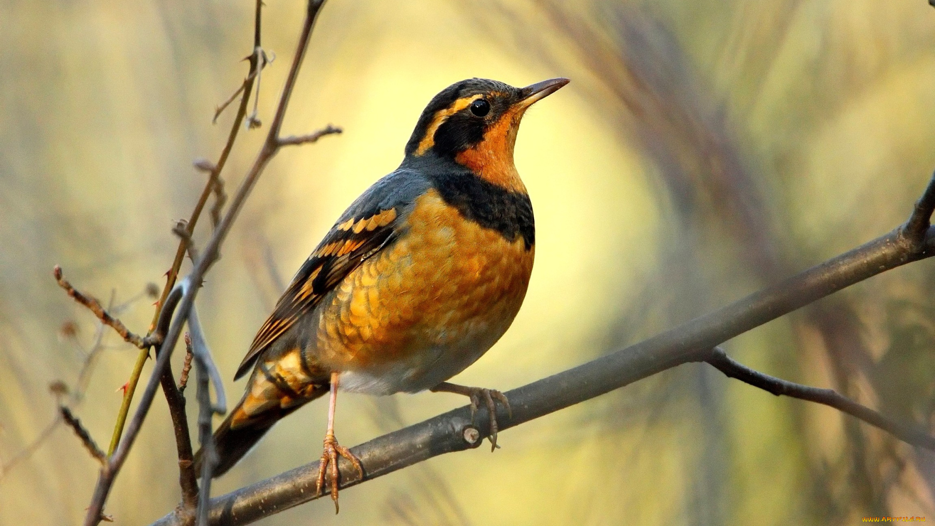 животные, птицы, перья, ветка
