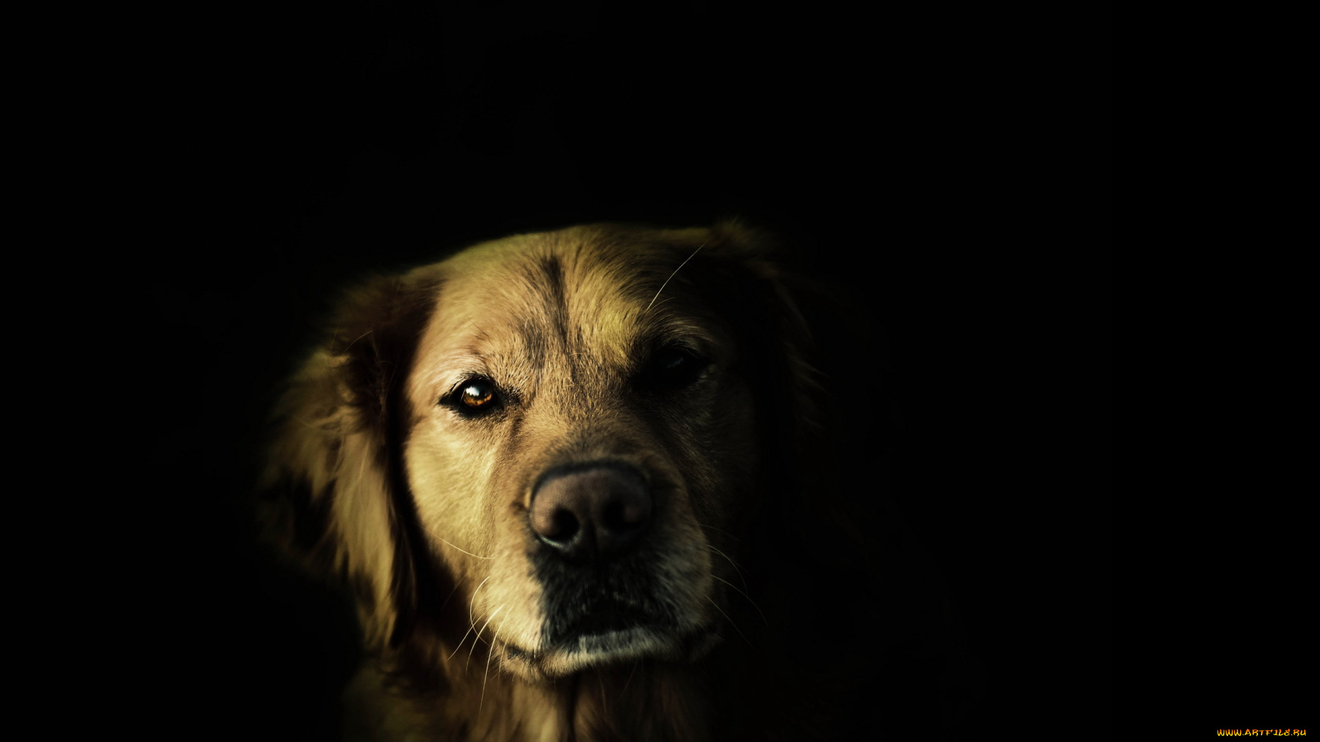 животные, собаки, фон, взгляд, собака