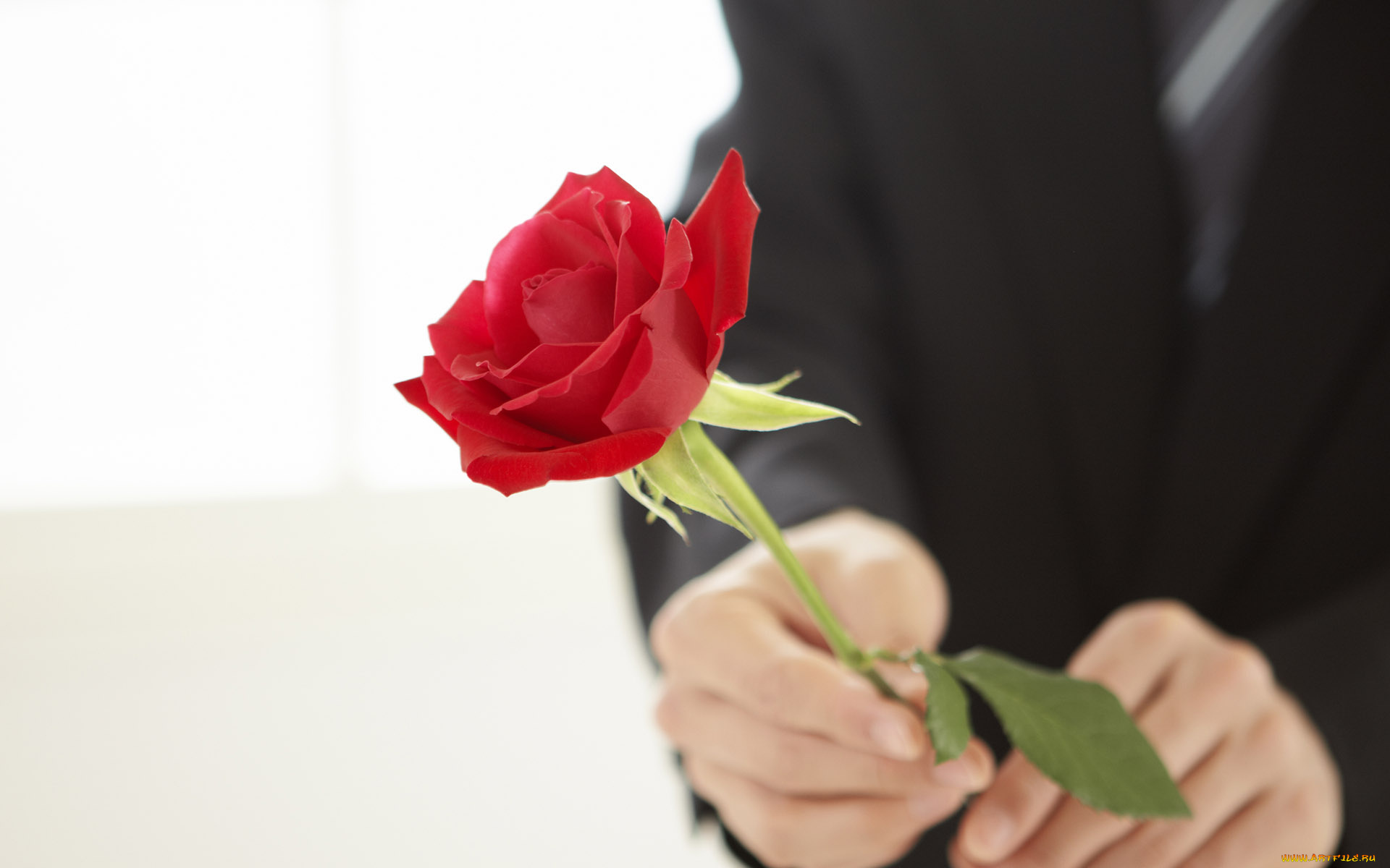 цветы, розы, роза